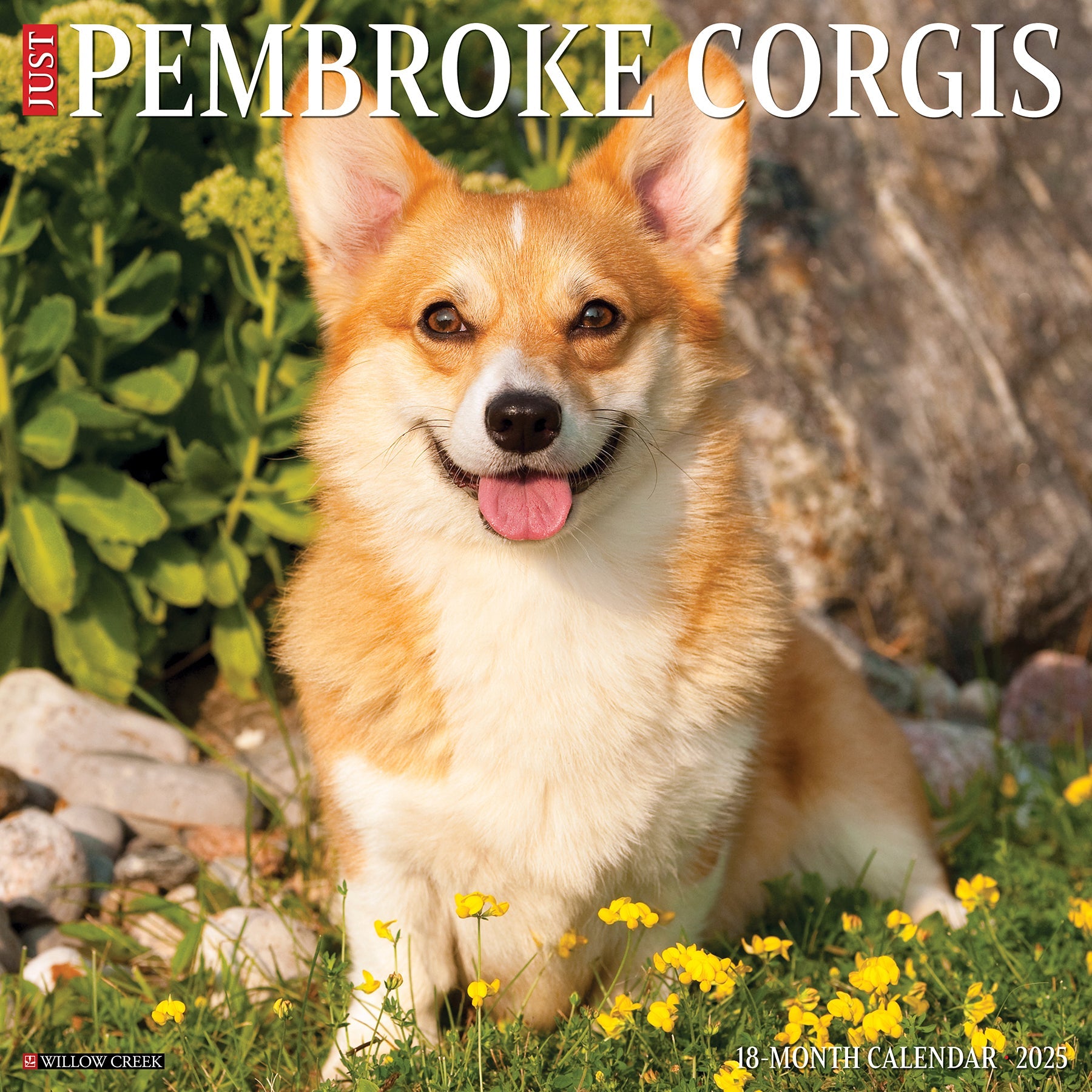 2025 Pembroke Corgis - Square Wall Calendar