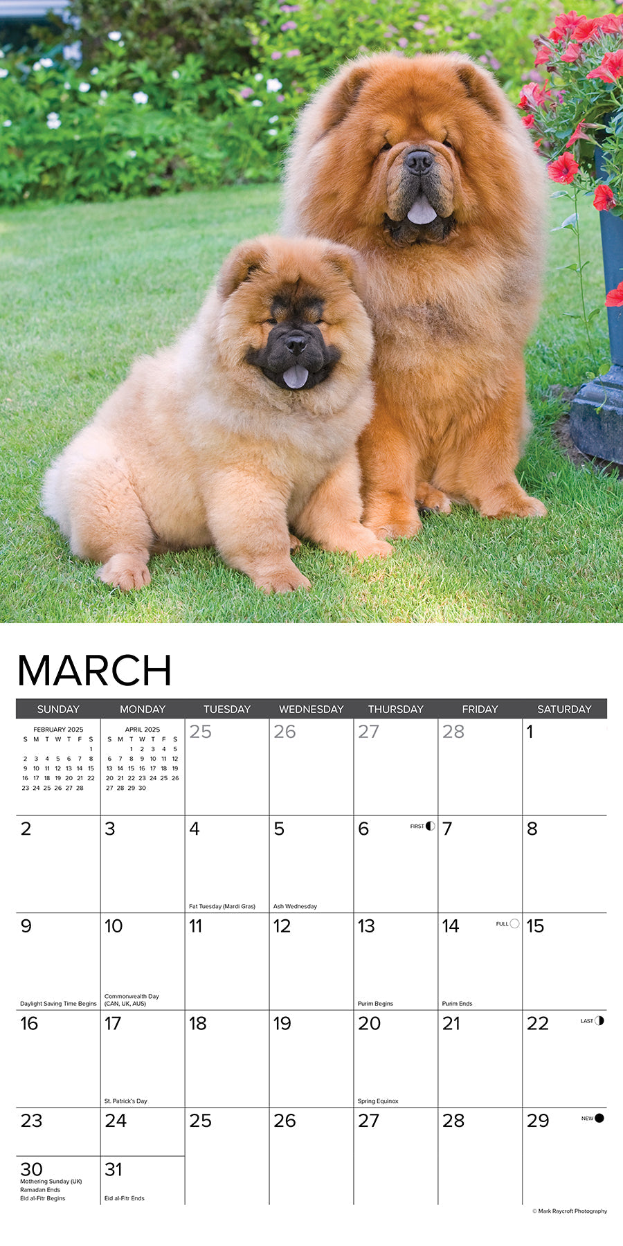 2025 Chow Chows - Square Wall Calendar