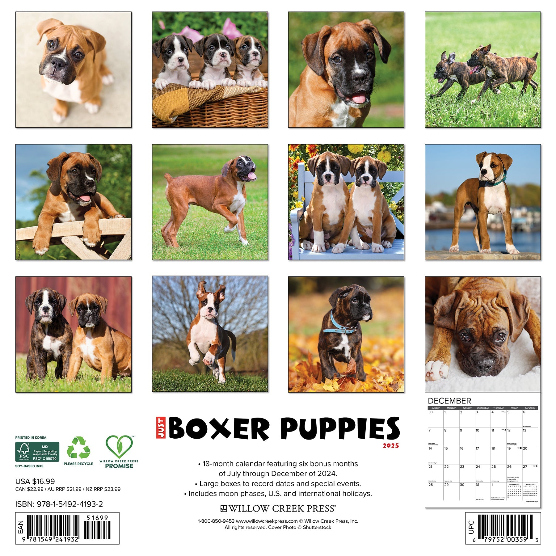 2025 Boxer Puppies - Square Wall Calendar