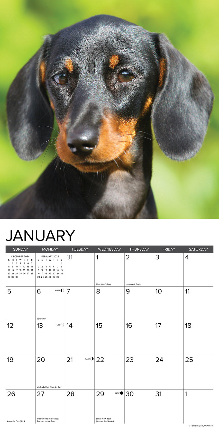 2025 Miniature Dachshunds - Square Wall Calendar