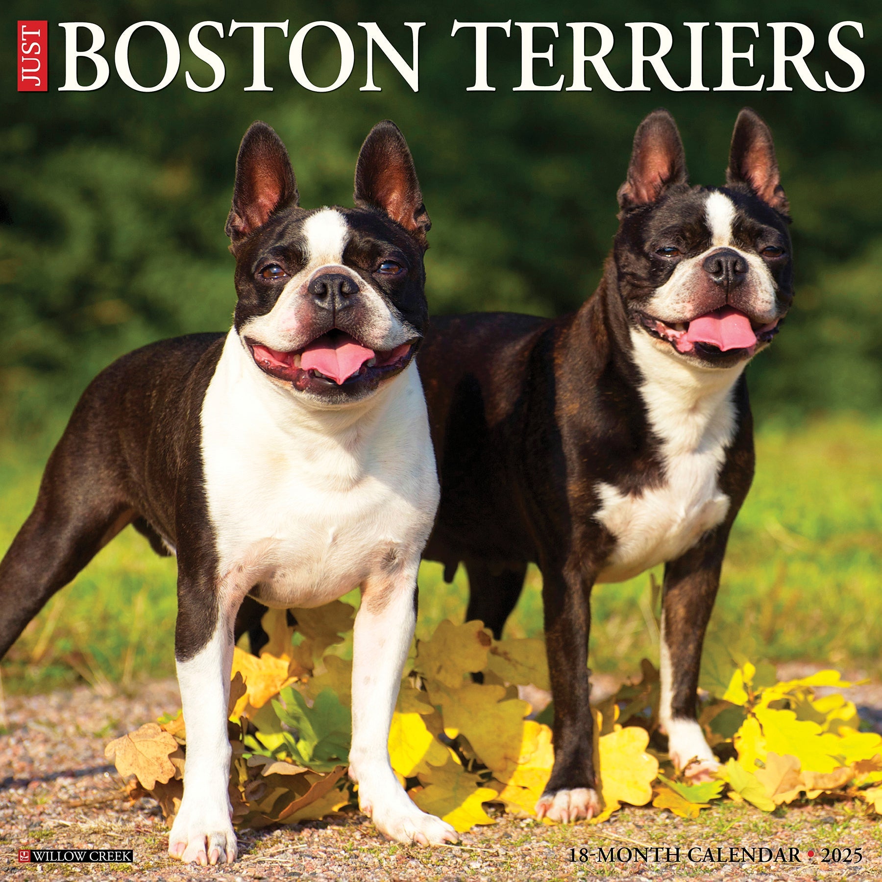 2025 Boston Terriers - Square Wall Calendar