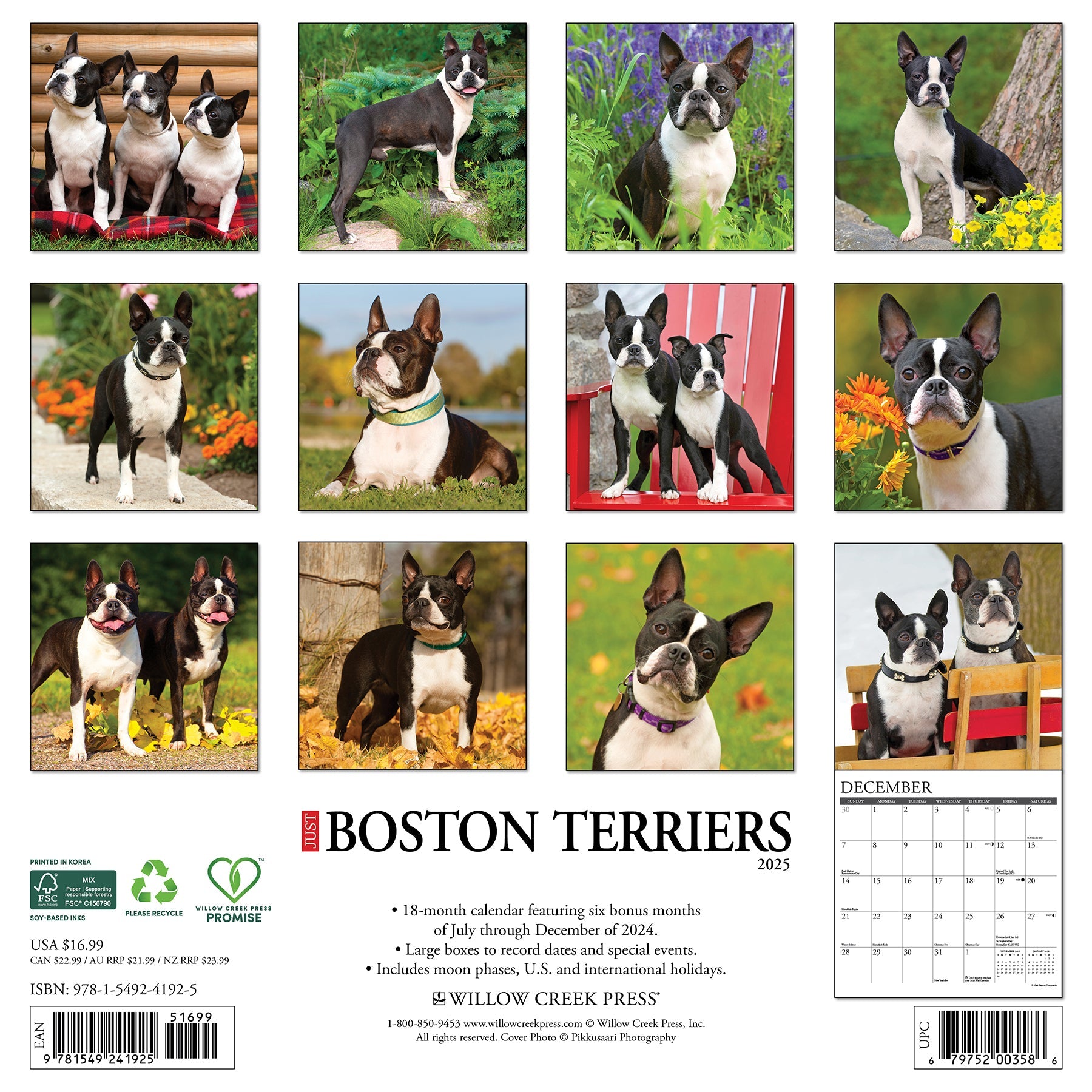 2025 Boston Terriers - Square Wall Calendar