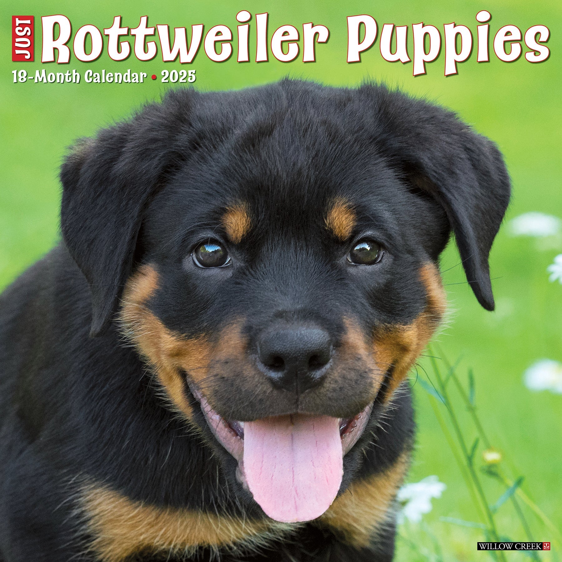 2025 Rottweiler Puppies - Square Wall Calendar