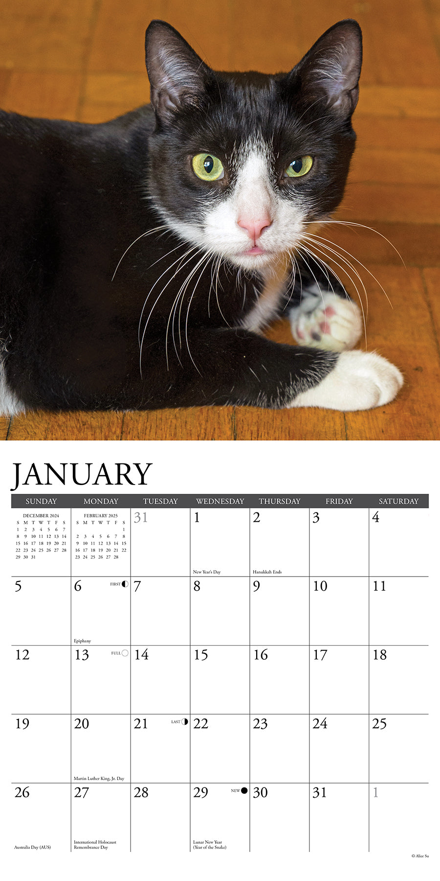 2025 Tuxedo Cats - Square Wall Calendar