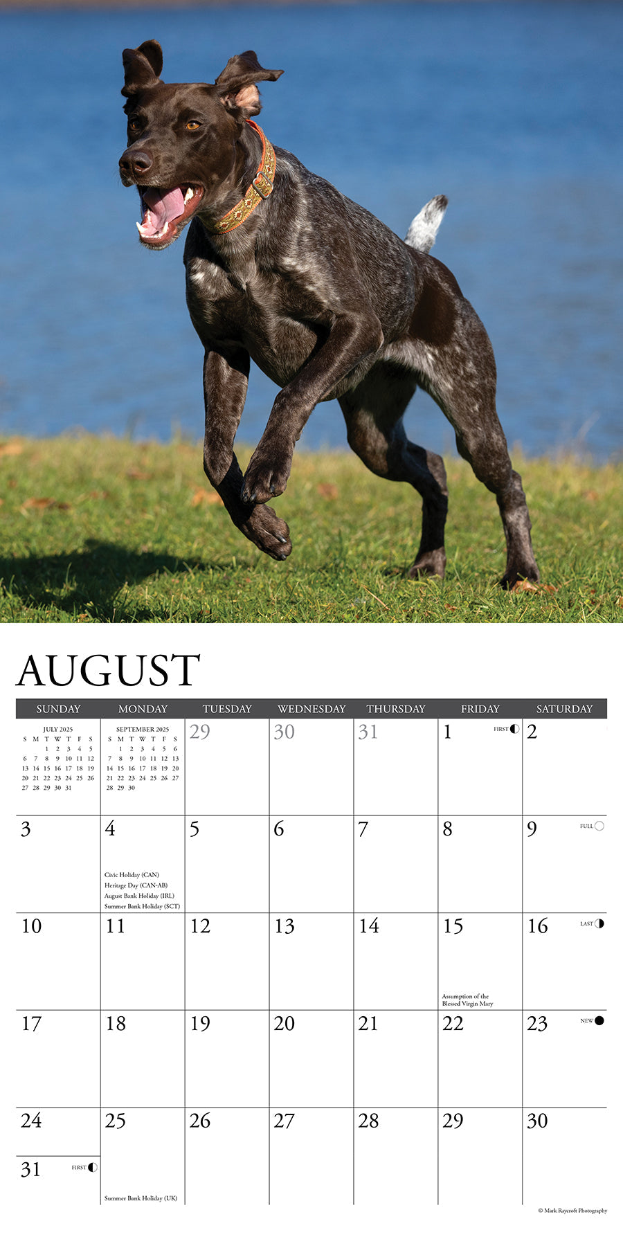 2025 German Shorthaired Pointers - Square Wall Calendar