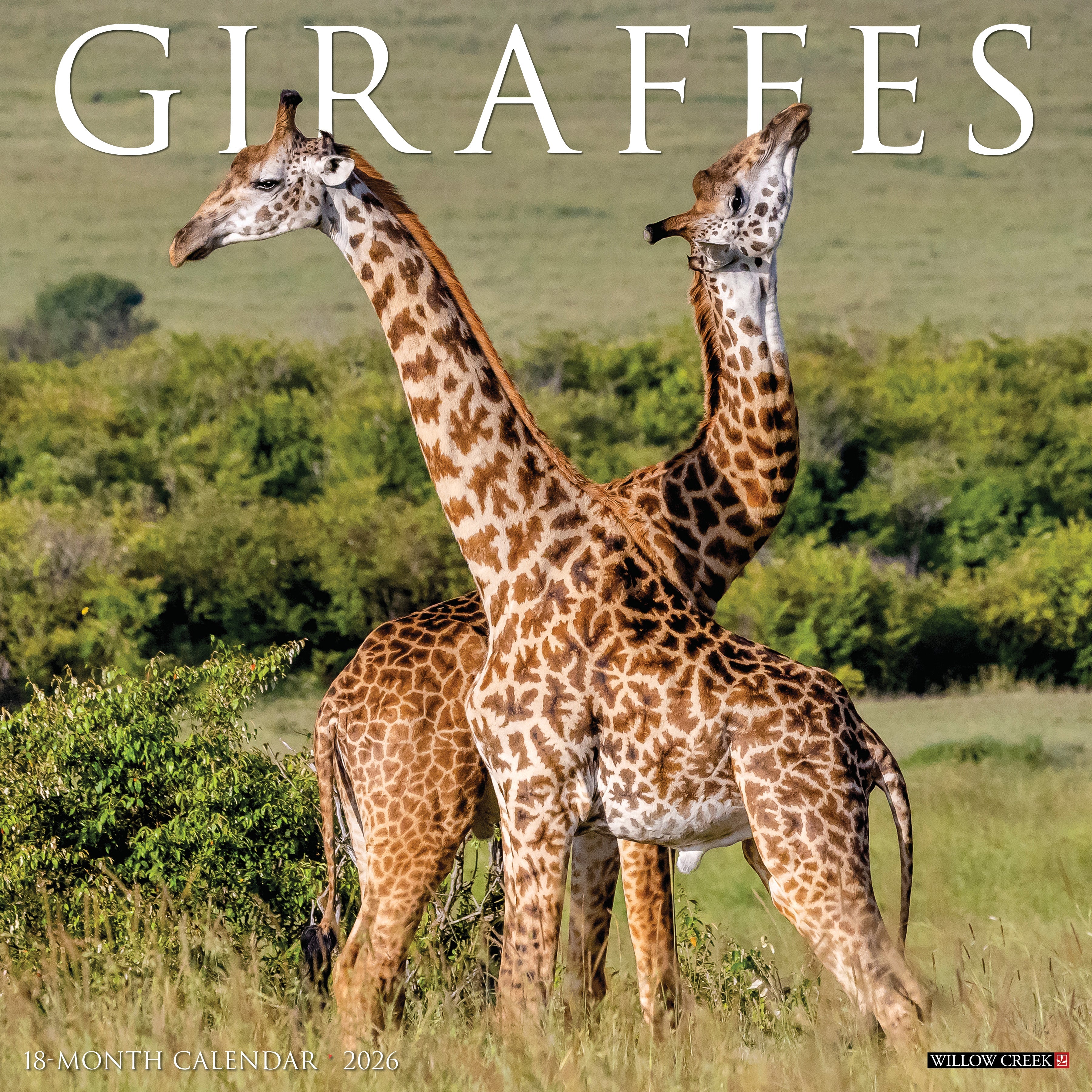 2026 Giraffes - Square Wall Calendar