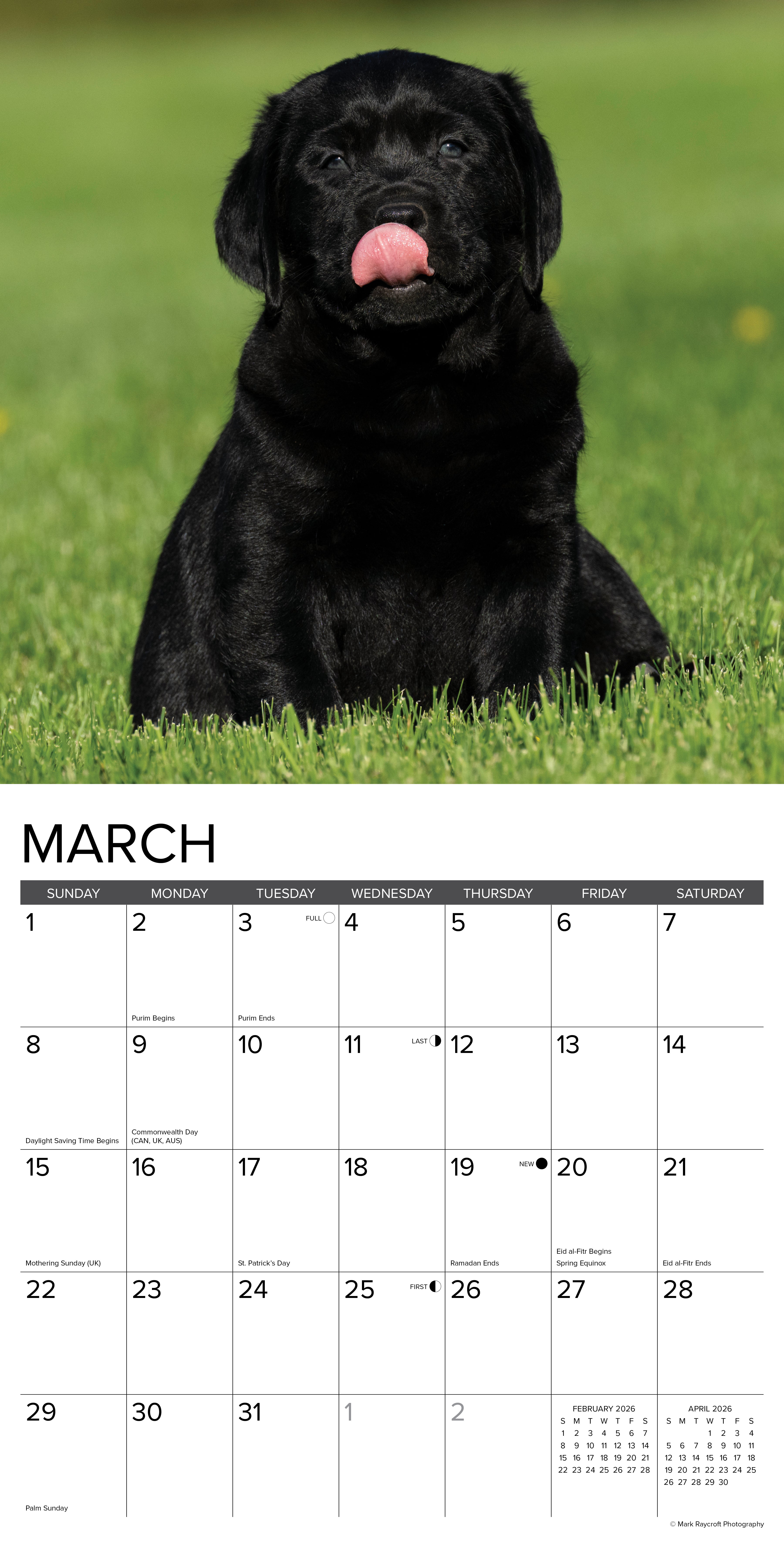 2026 Lab Puppies - Square Wall Calendar