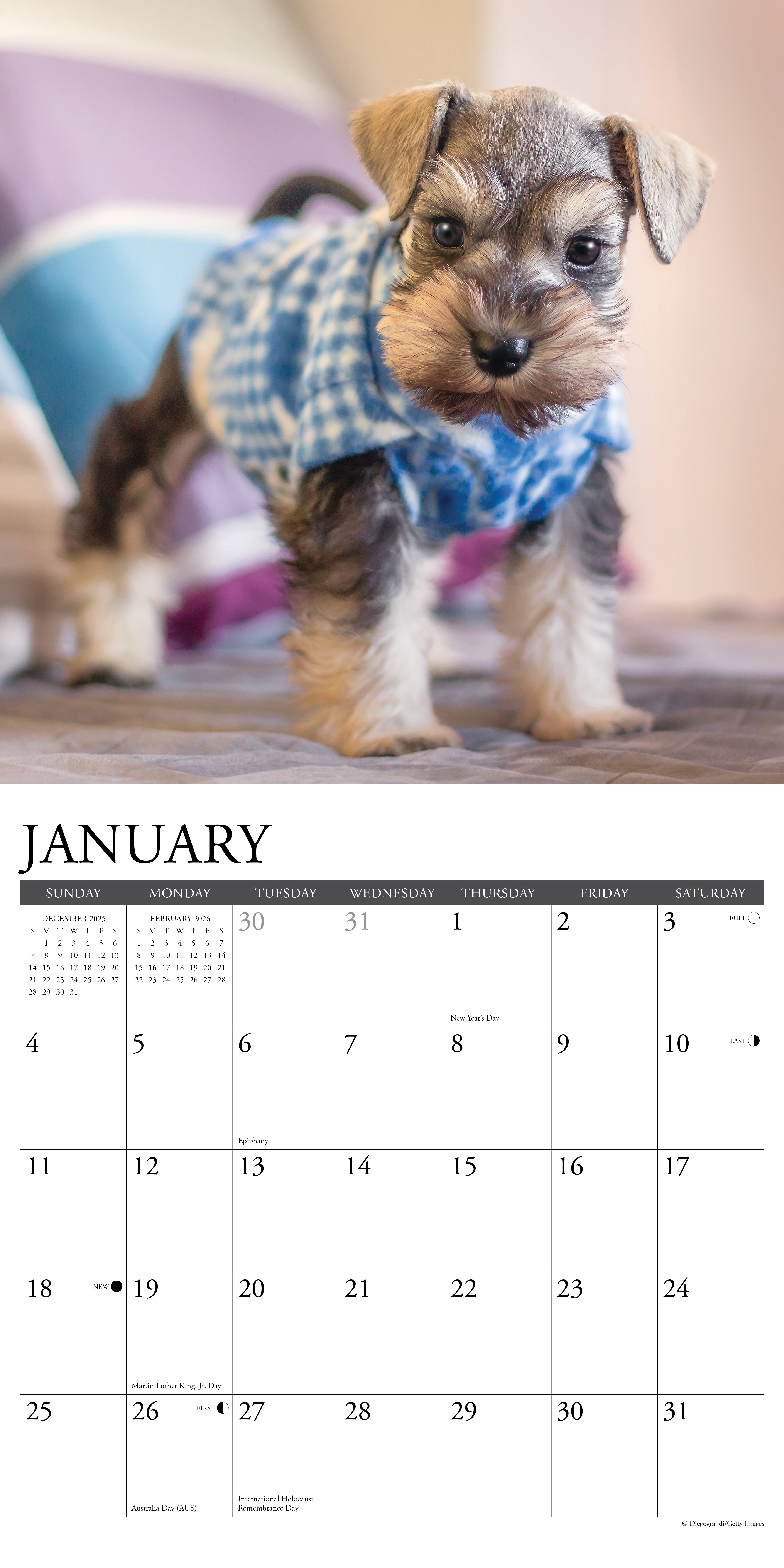 2026 Schnauzer Puppies - Square Wall Calendar