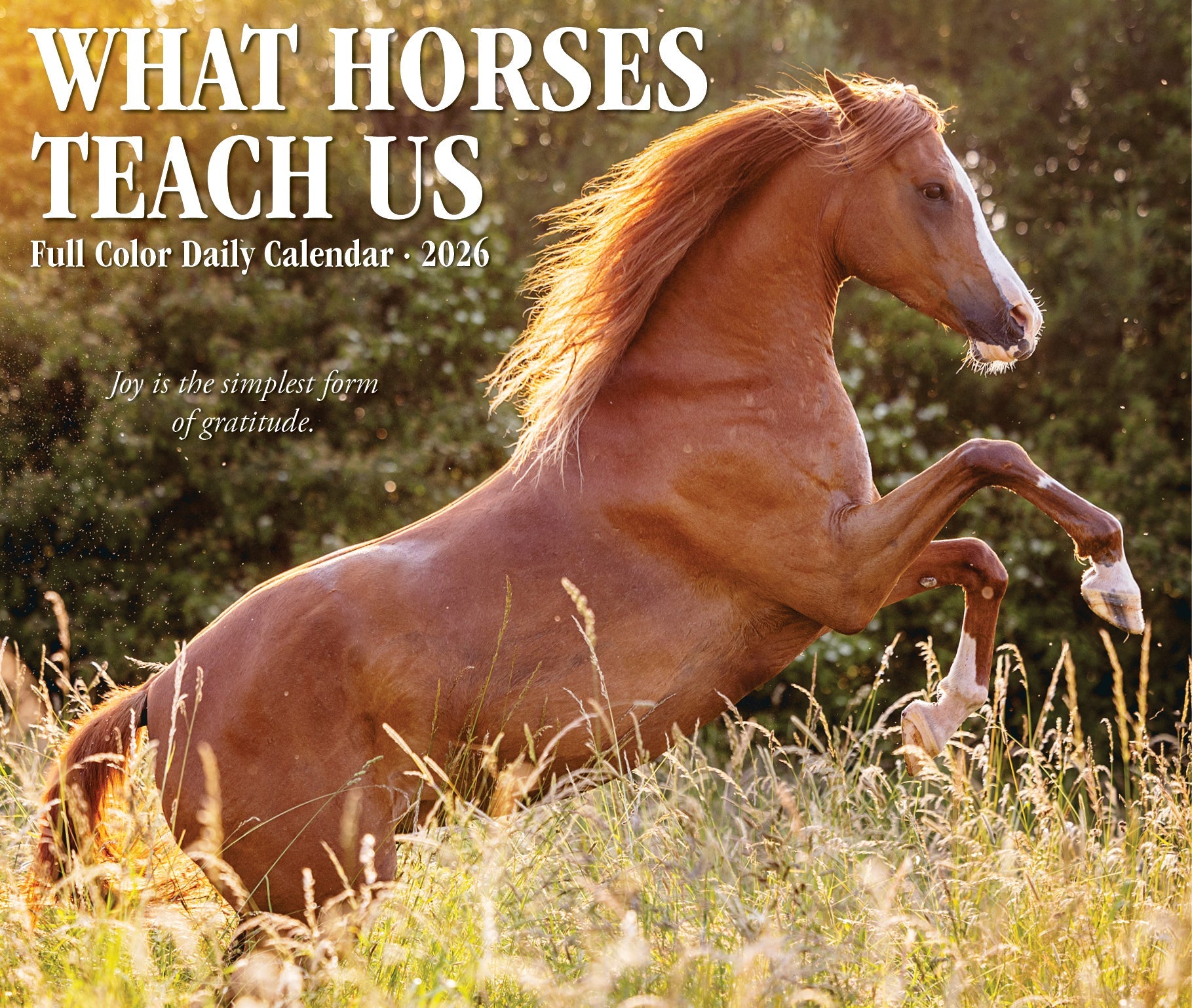 2026 What Horses Teach Us - Boxed Page-A-Day Calendar
