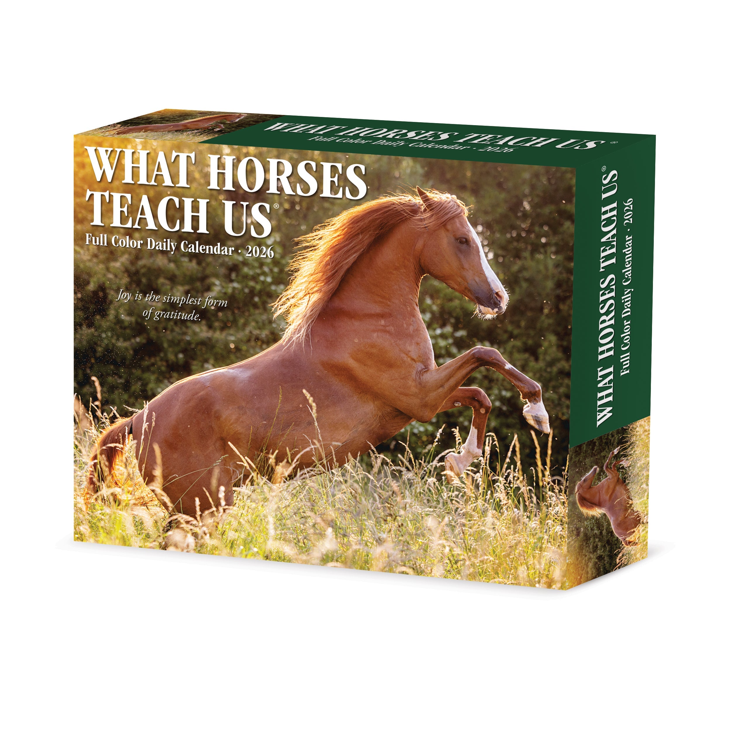 2026 What Horses Teach Us - Boxed Page-A-Day Calendar