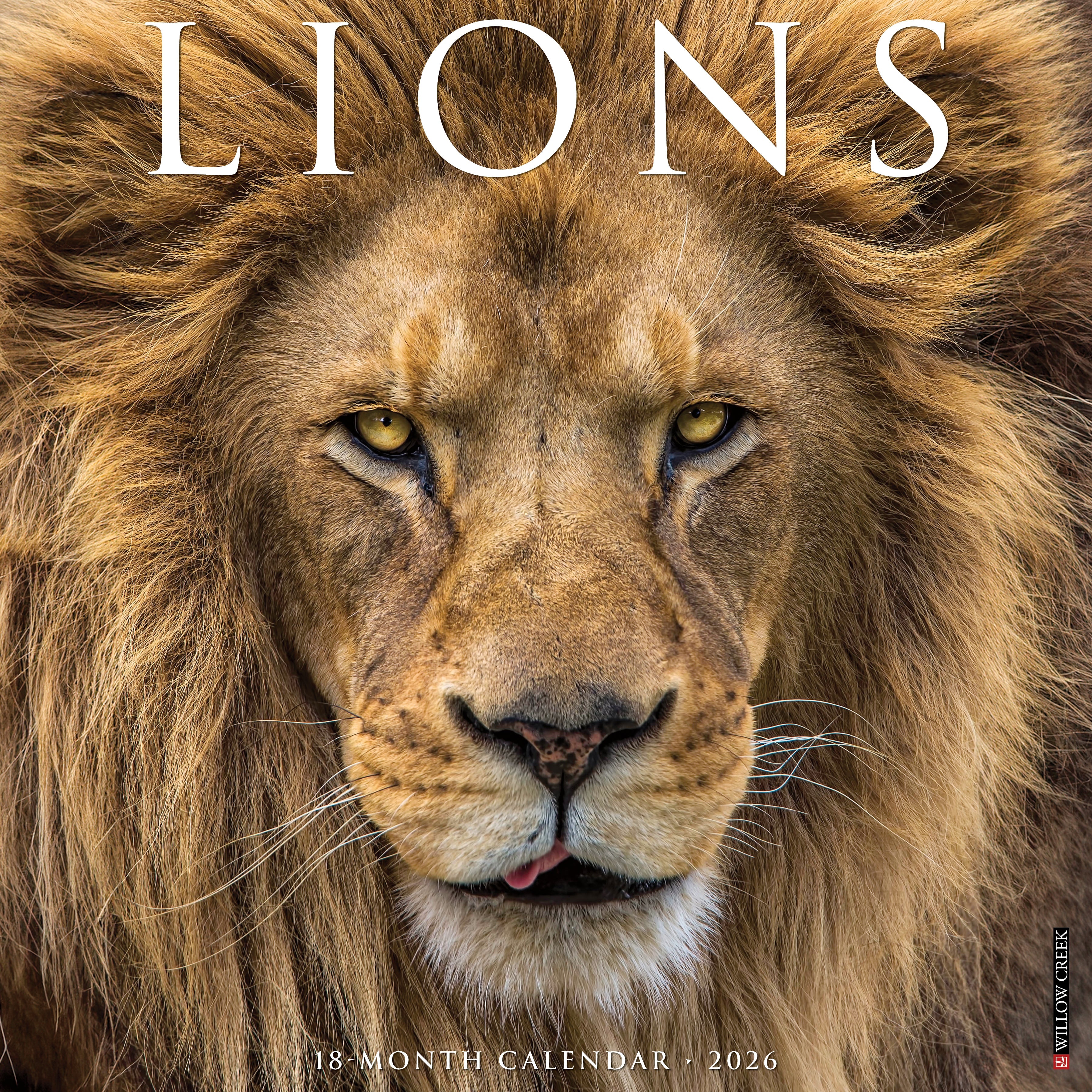 2026 Lions - Square Wall Calendar
