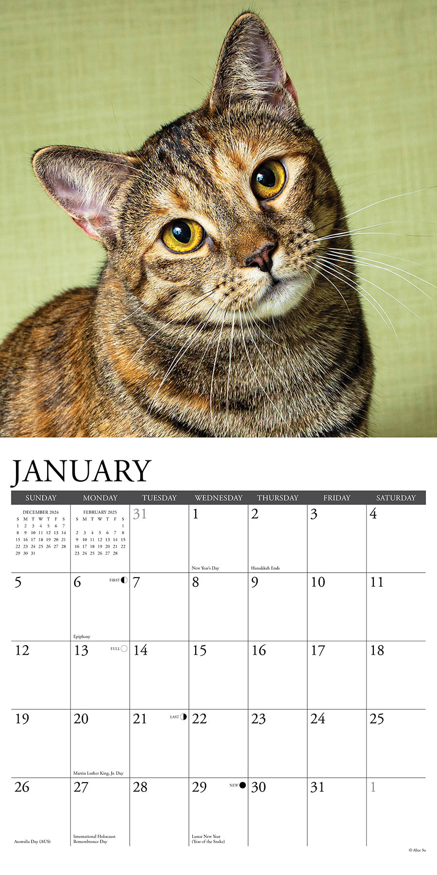2025 Tabby Cats - Square Wall Calendar