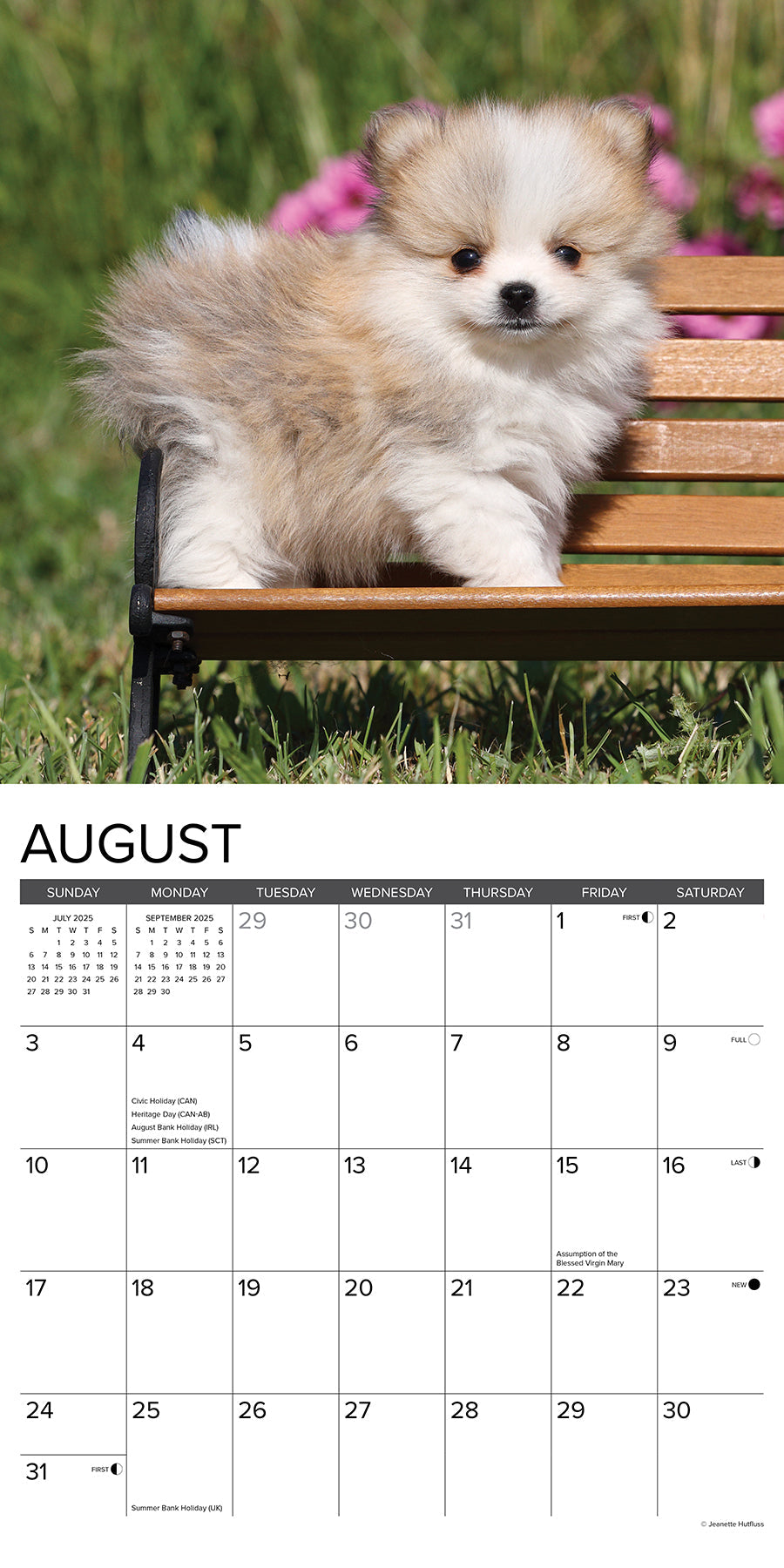 2025 Pomeranian Puppies - Square Wall Calendar