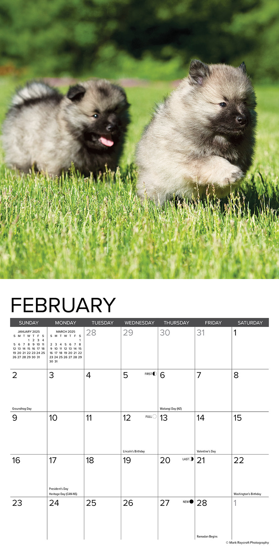 2025 Puppies - Mini Wall Calendar