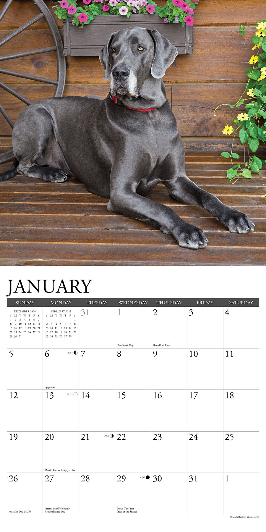 2025 Great Danes - Square Wall Calendar