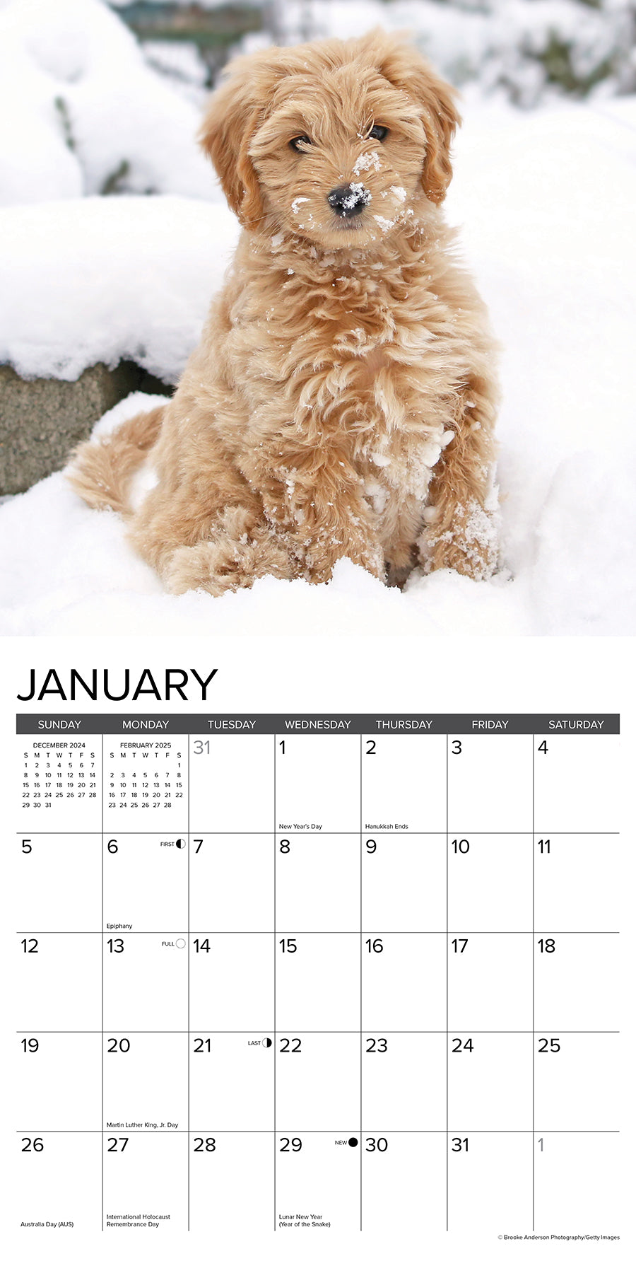 2025 Goldendoodle Puppies - Square Wall Calendar