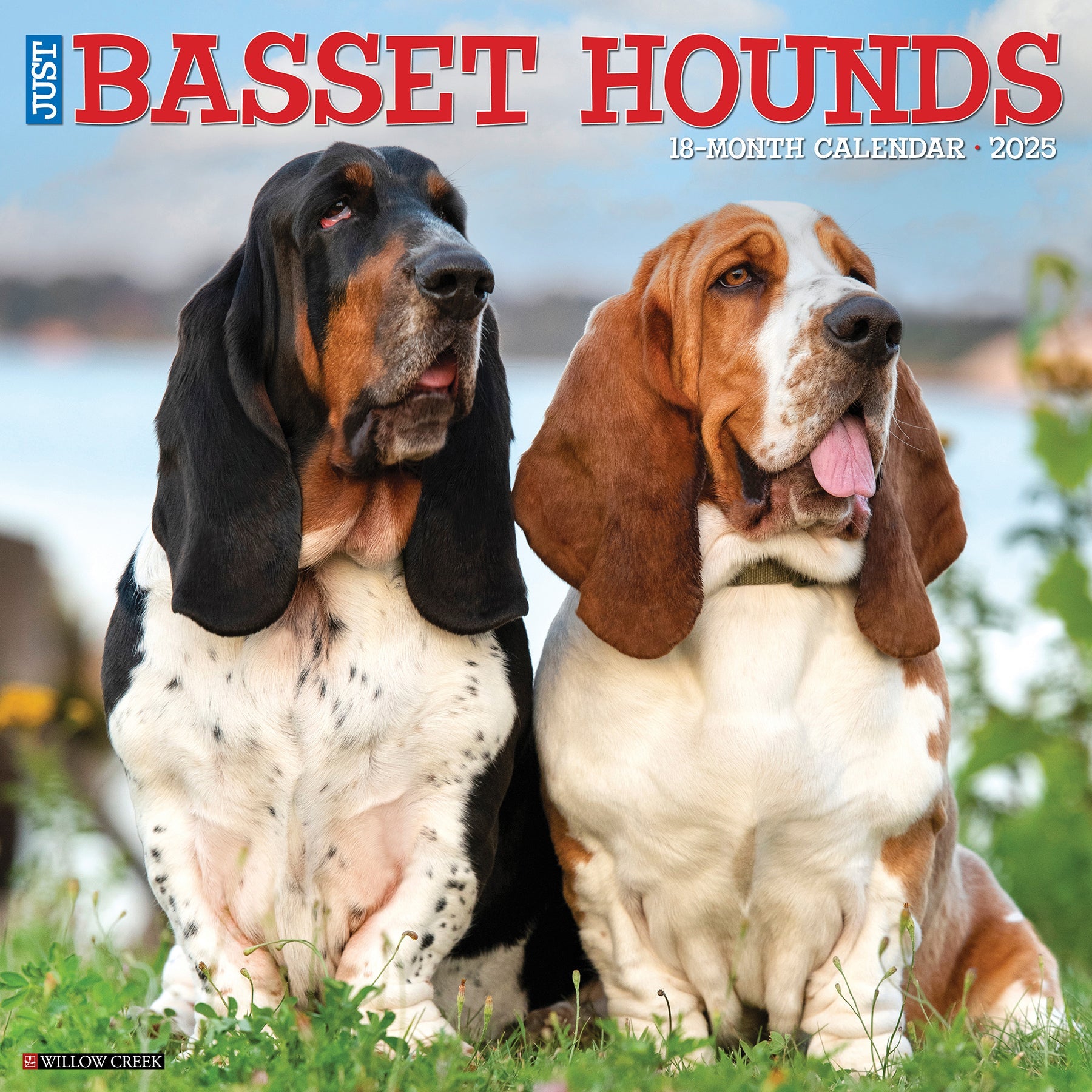 2025 Basset Hounds - Square Wall Calendar