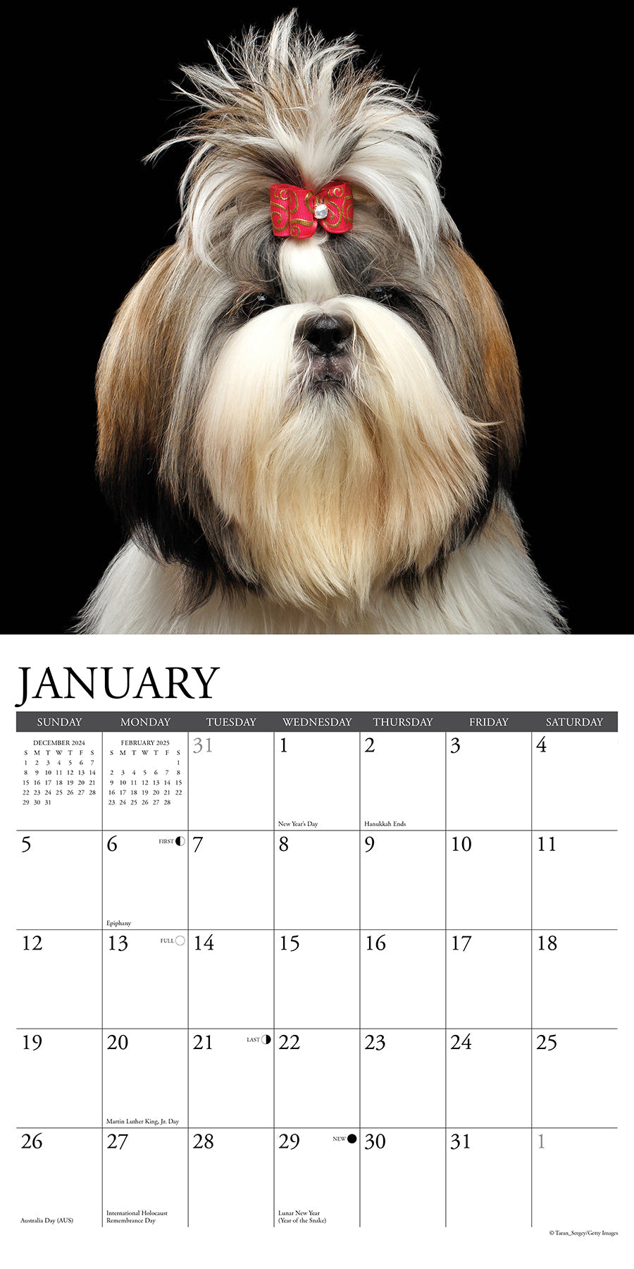 2025 Shih Tzus - Square Wall Calendar