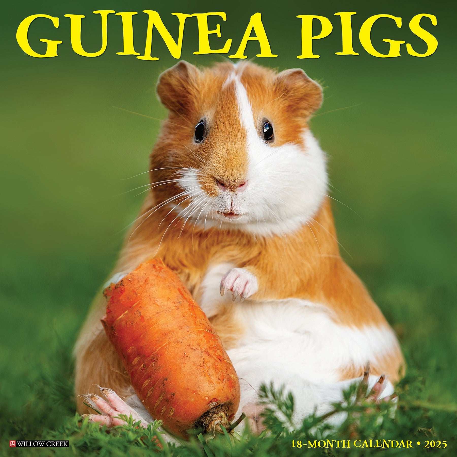 2025 Guinea Pigs - Square Wall Calendar