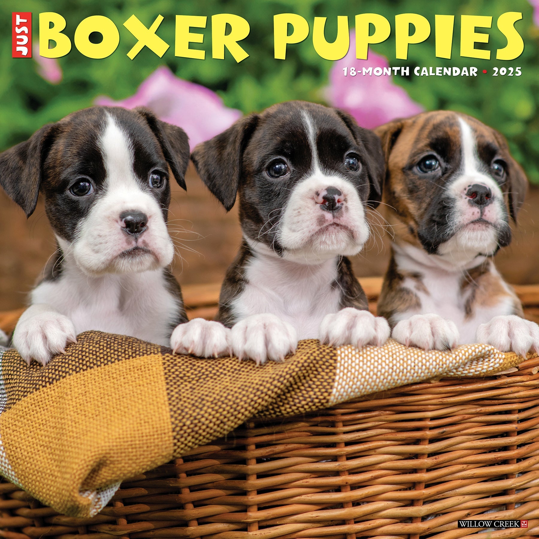 2025 Boxer Puppies - Square Wall Calendar
