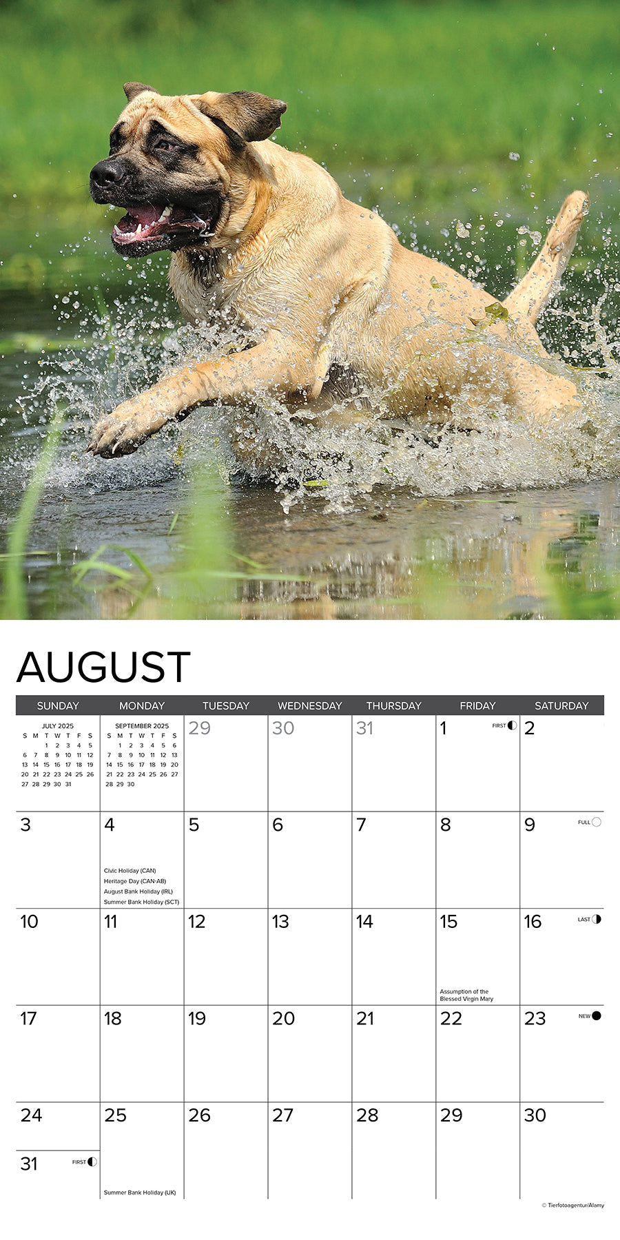 2025 Mastiffs - Square Wall Calendar