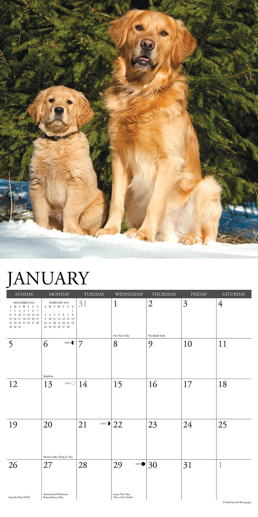 2025 Goldens - Square Wall Calendar