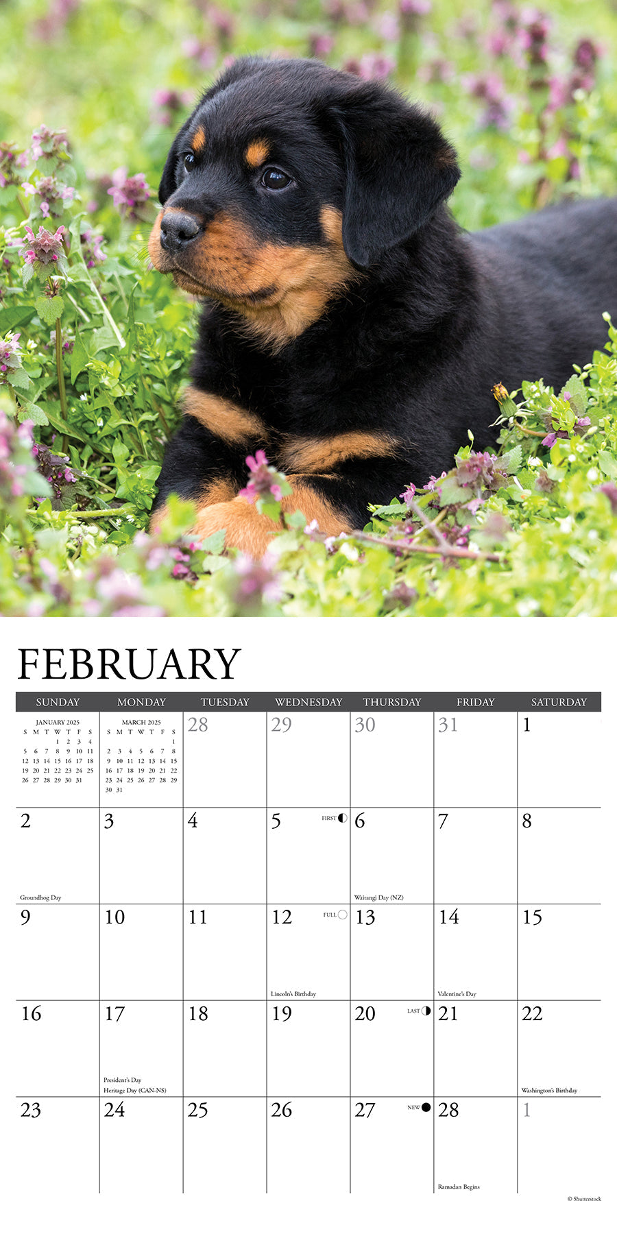 2025 Rottweiler Puppies - Square Wall Calendar