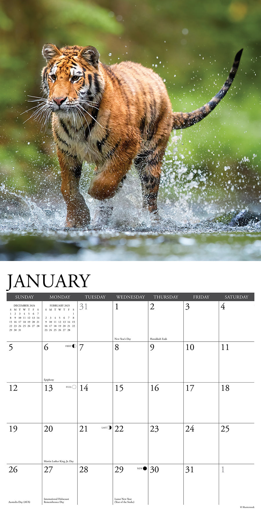 2025 Tigers - Square Wall Calendar