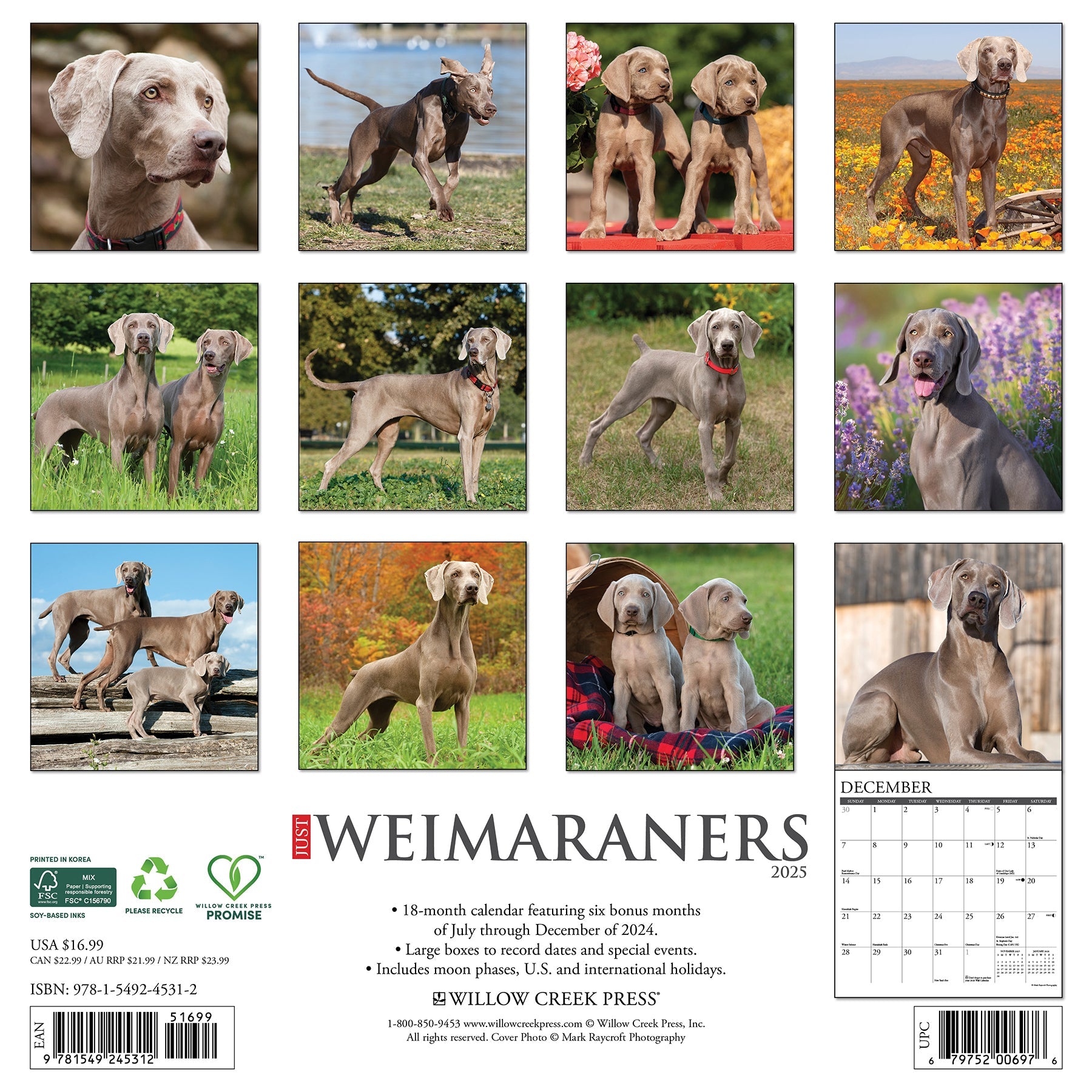 2025 Weimaraners - Square Wall Calendar