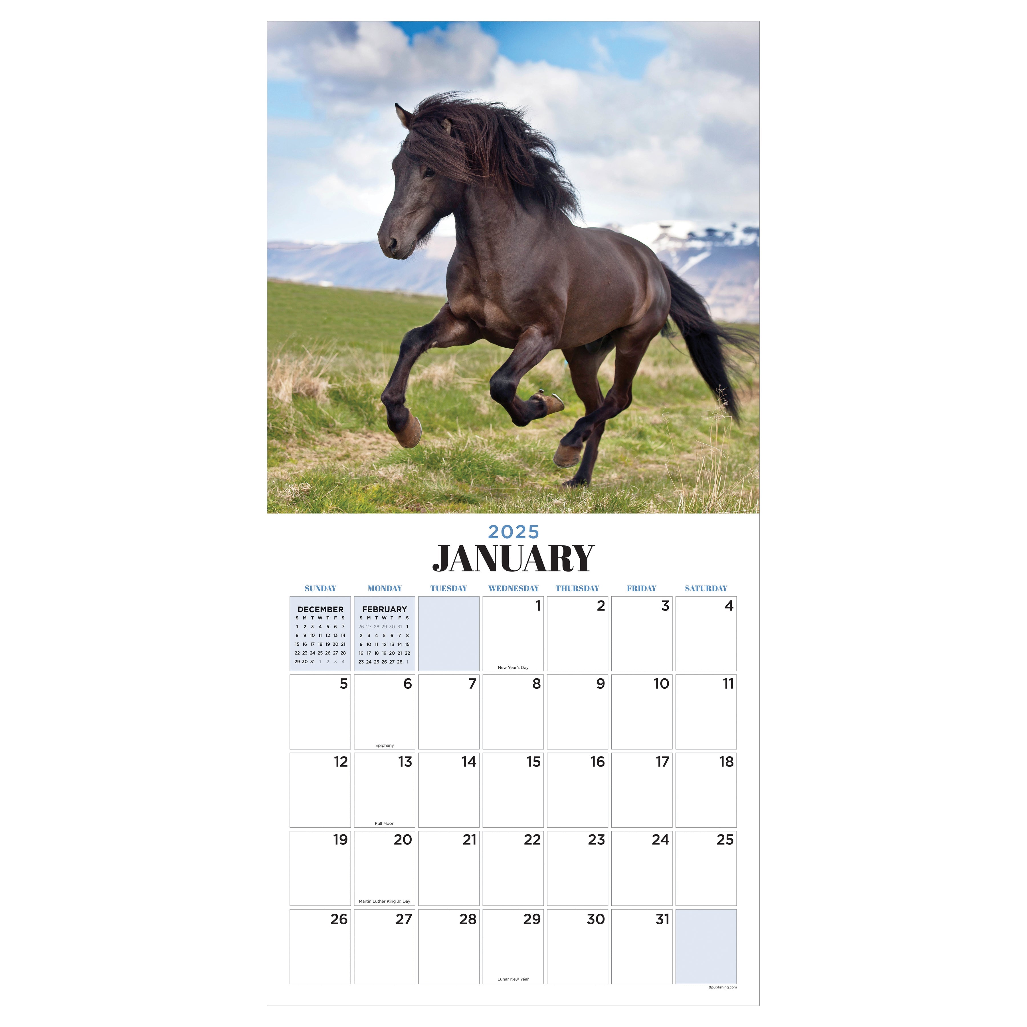 2025 Horses - Square Wall Calendar