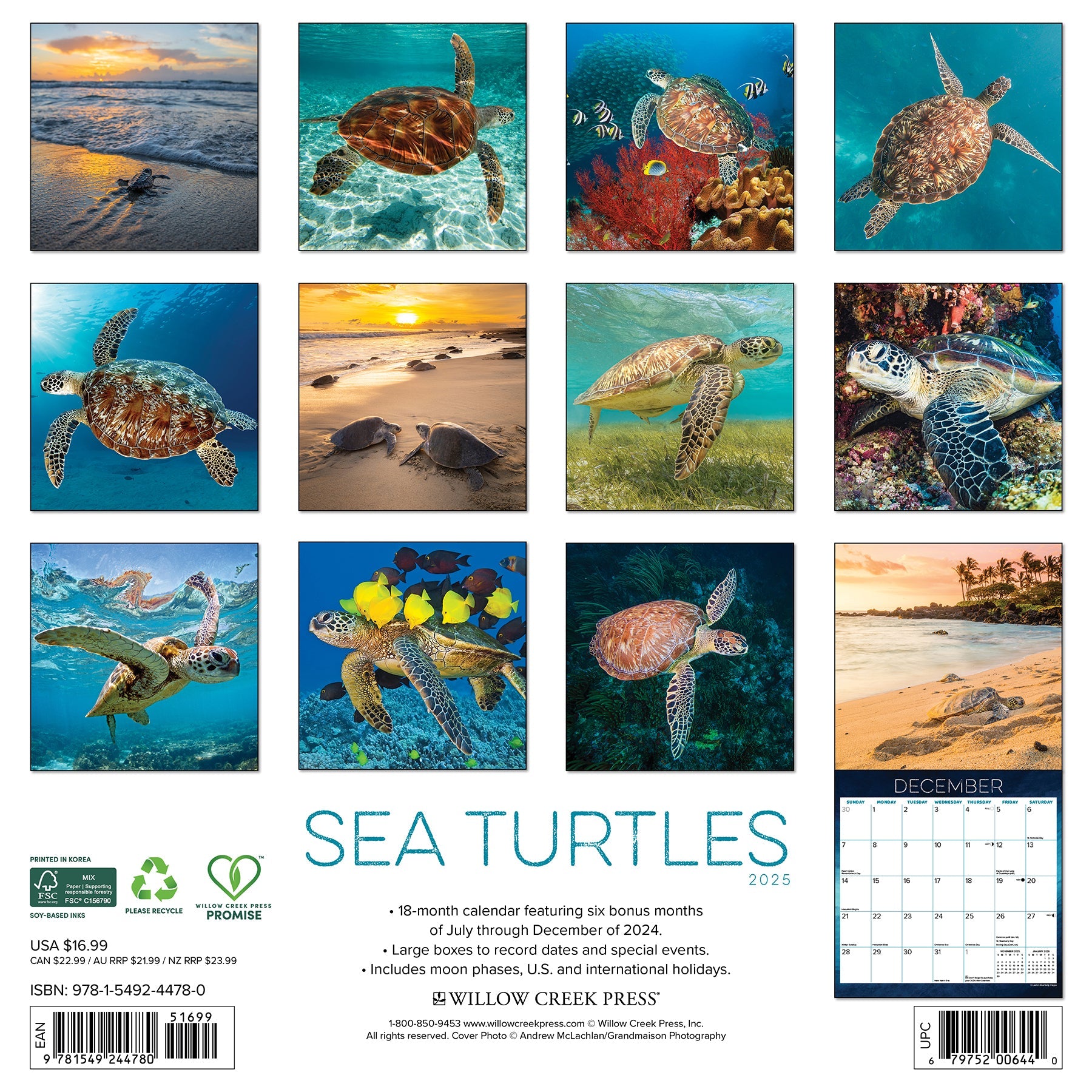 2025 Sea Turtles - Square Wall Calendar