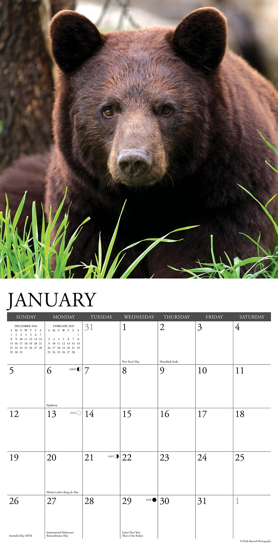 2025 Black Bears - Square Wall Calendar