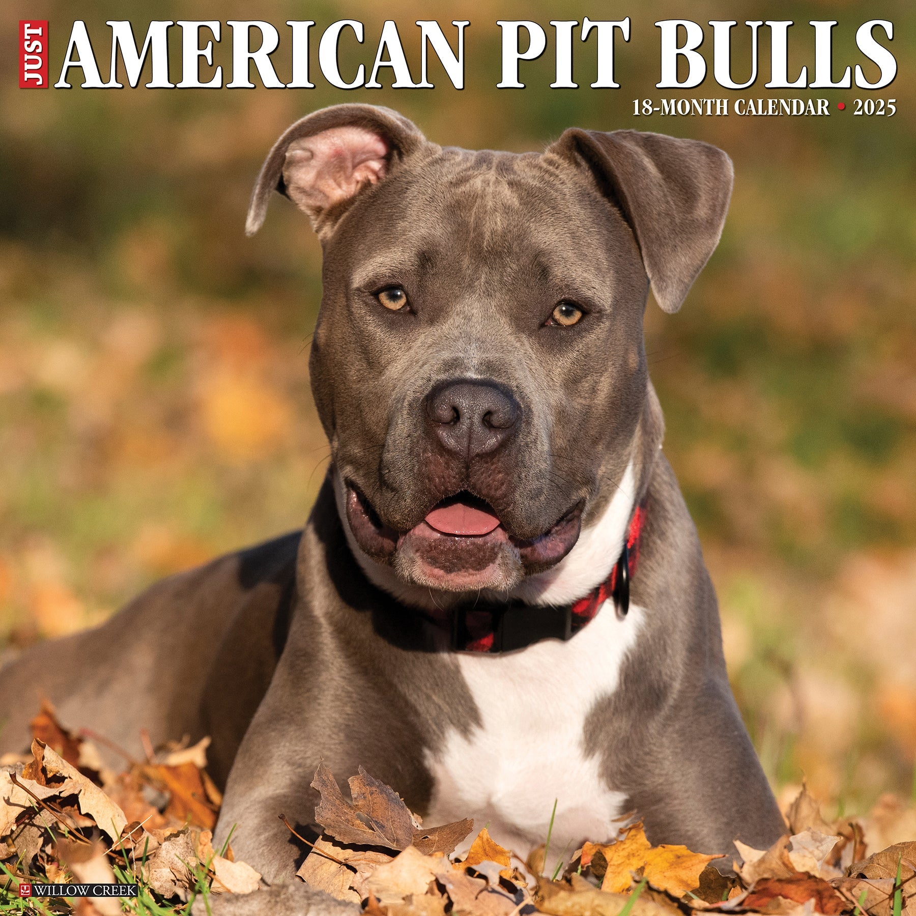 2025 American Pit Bull Terriers - Square Wall Calendar