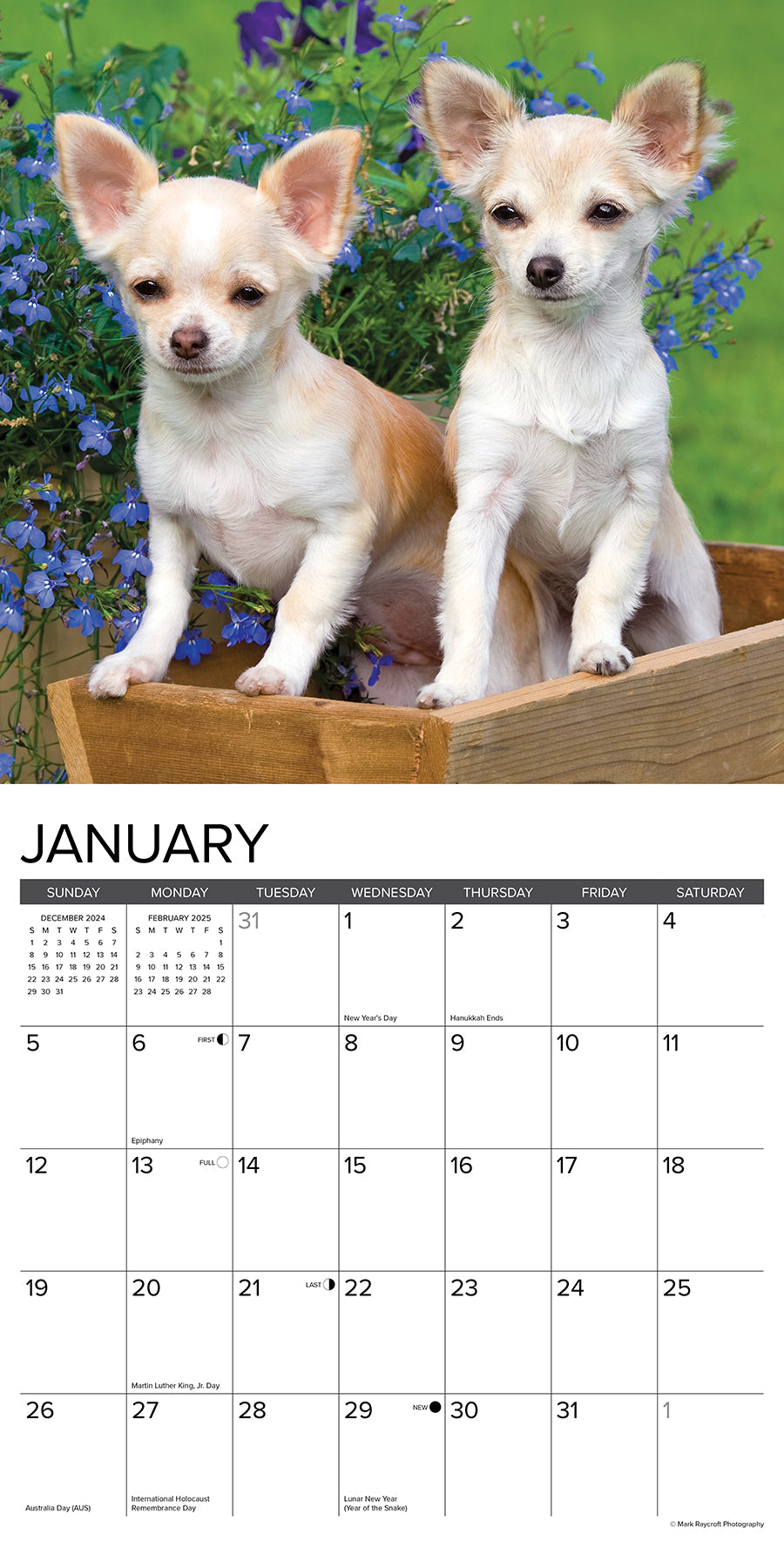 2025 Chihuahua Puppies - Square Wall Calendar