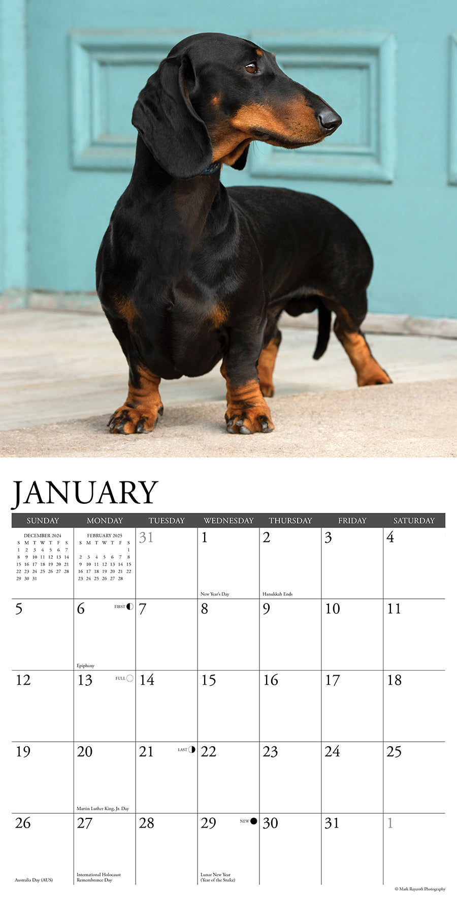 2025 Dachshunds - Square Wall Calendar