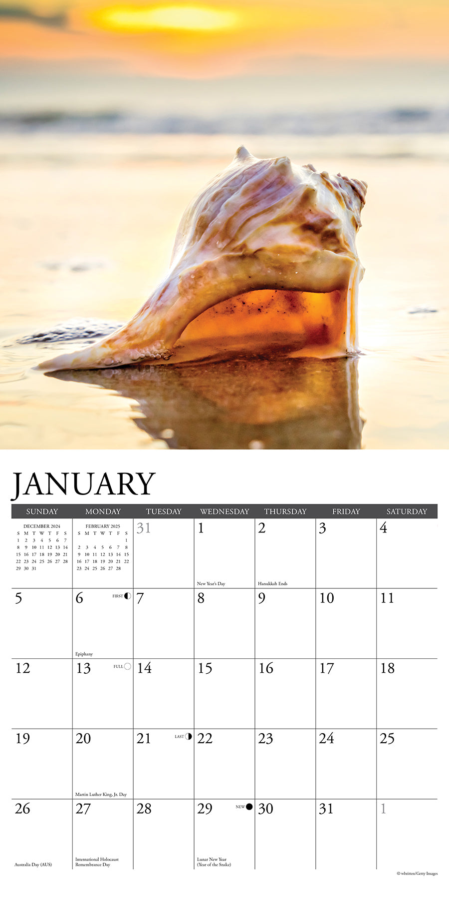 2025 Seashells - Square Wall Calendar