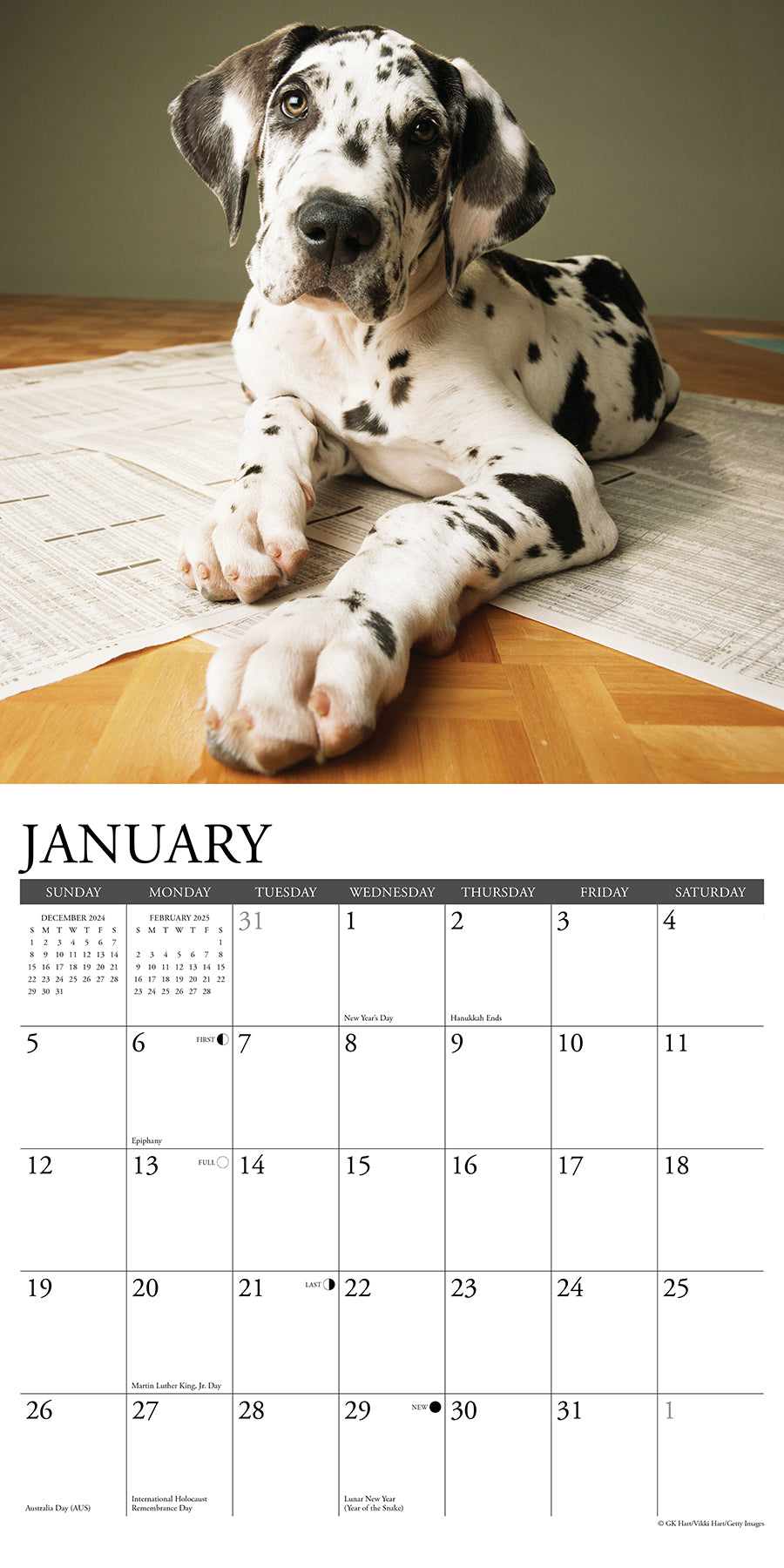 2025 Great Dane Puppies - Square Wall Calendar