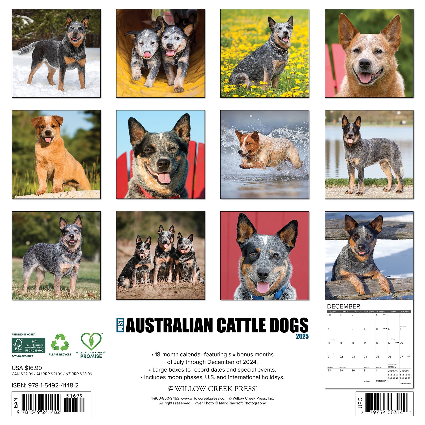 2025 Australian Cattle Dogs - Square Wall Calendar