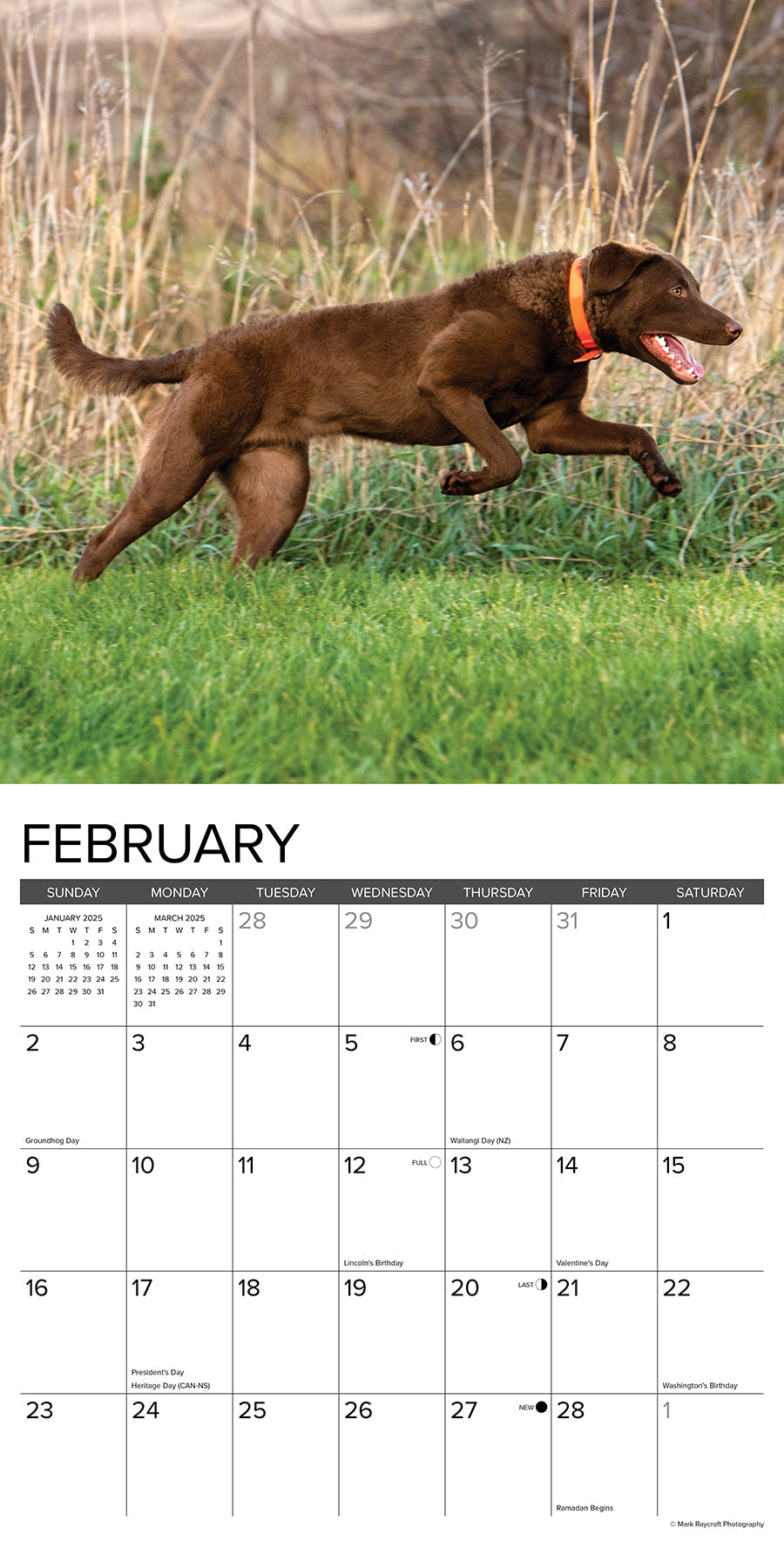 2025 Chesapeake Bay Retrievers - Square Wall Calendar