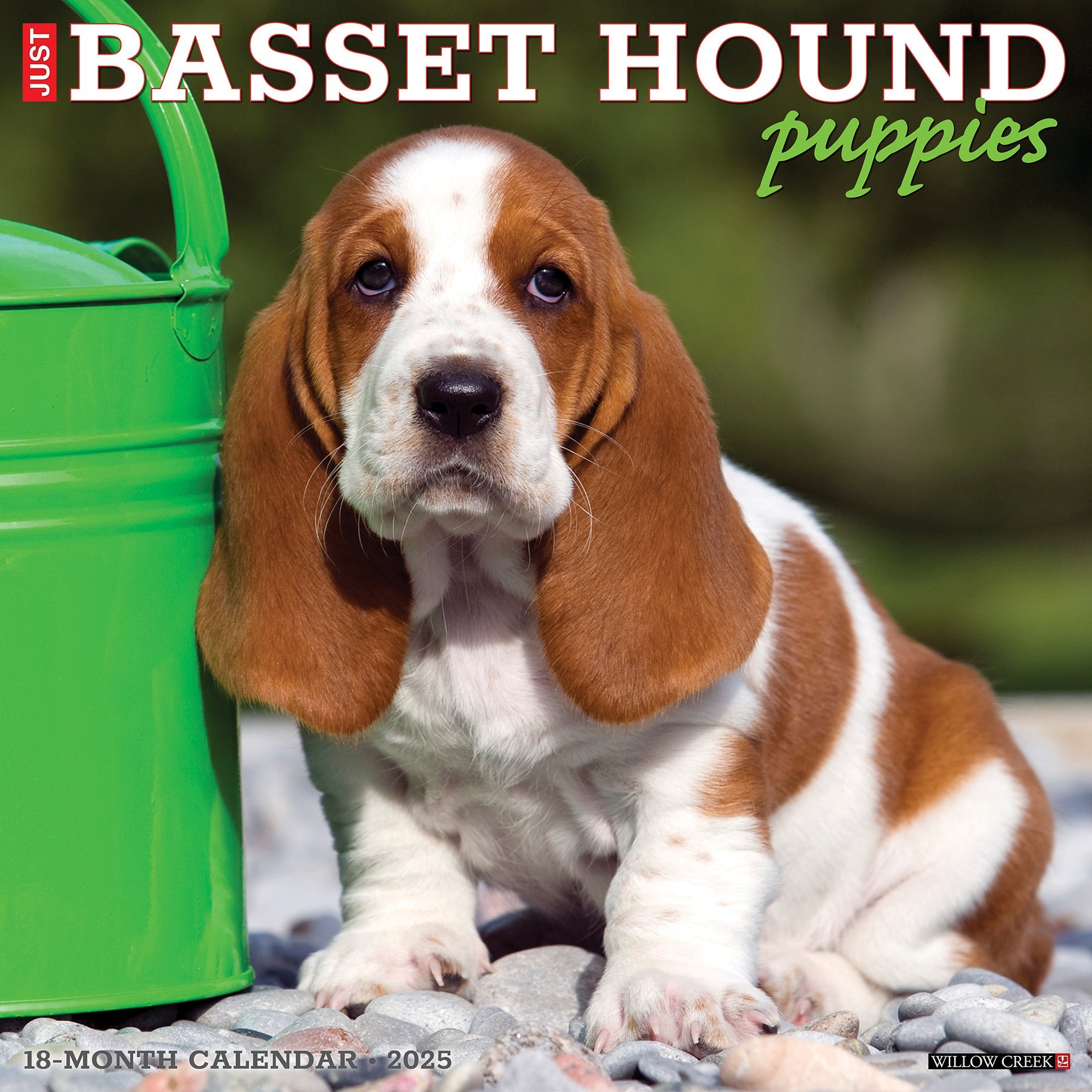 2025 Basset Hound Puppies - Square Wall Calendar