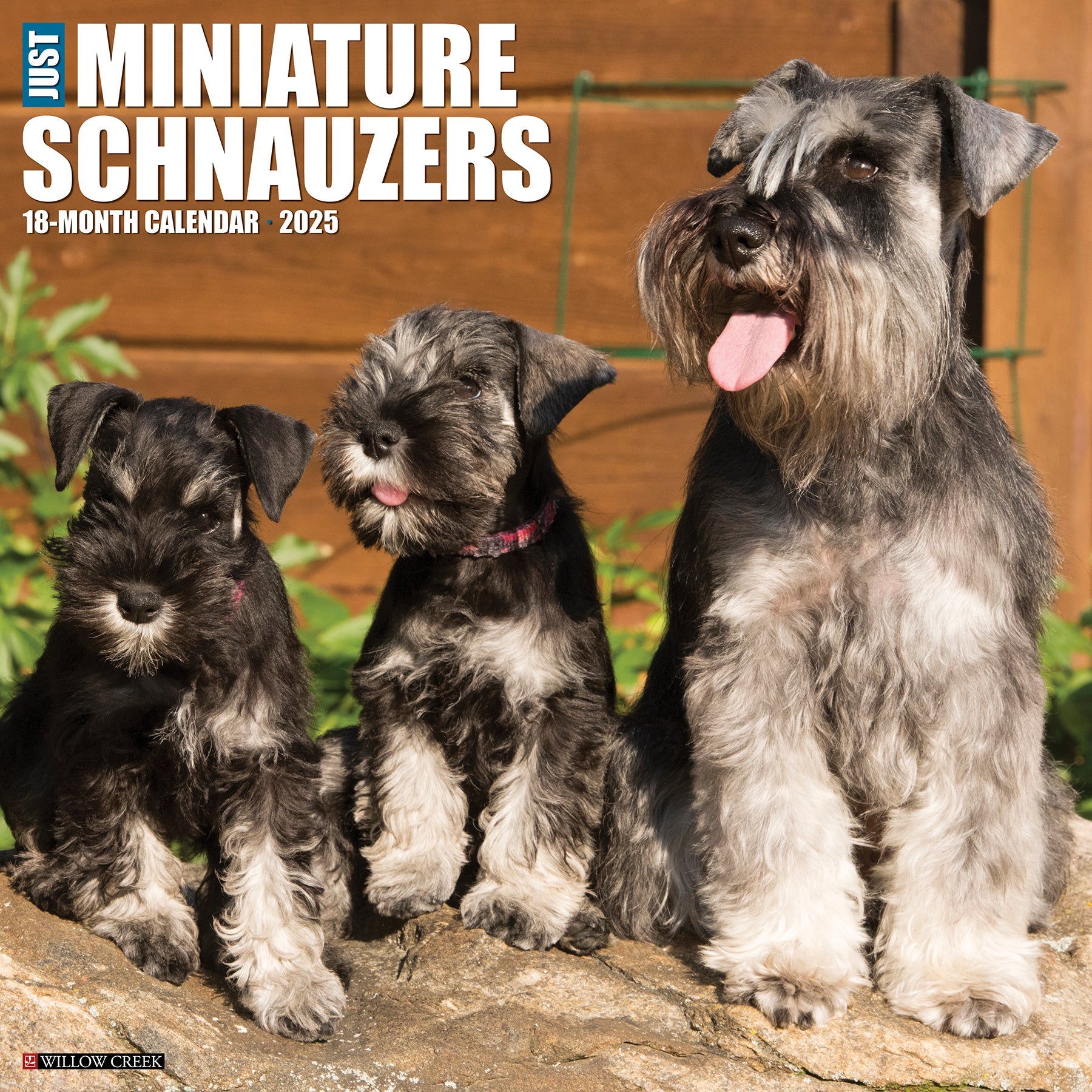 2025 Miniature Schnauzers - Square Wall Calendar