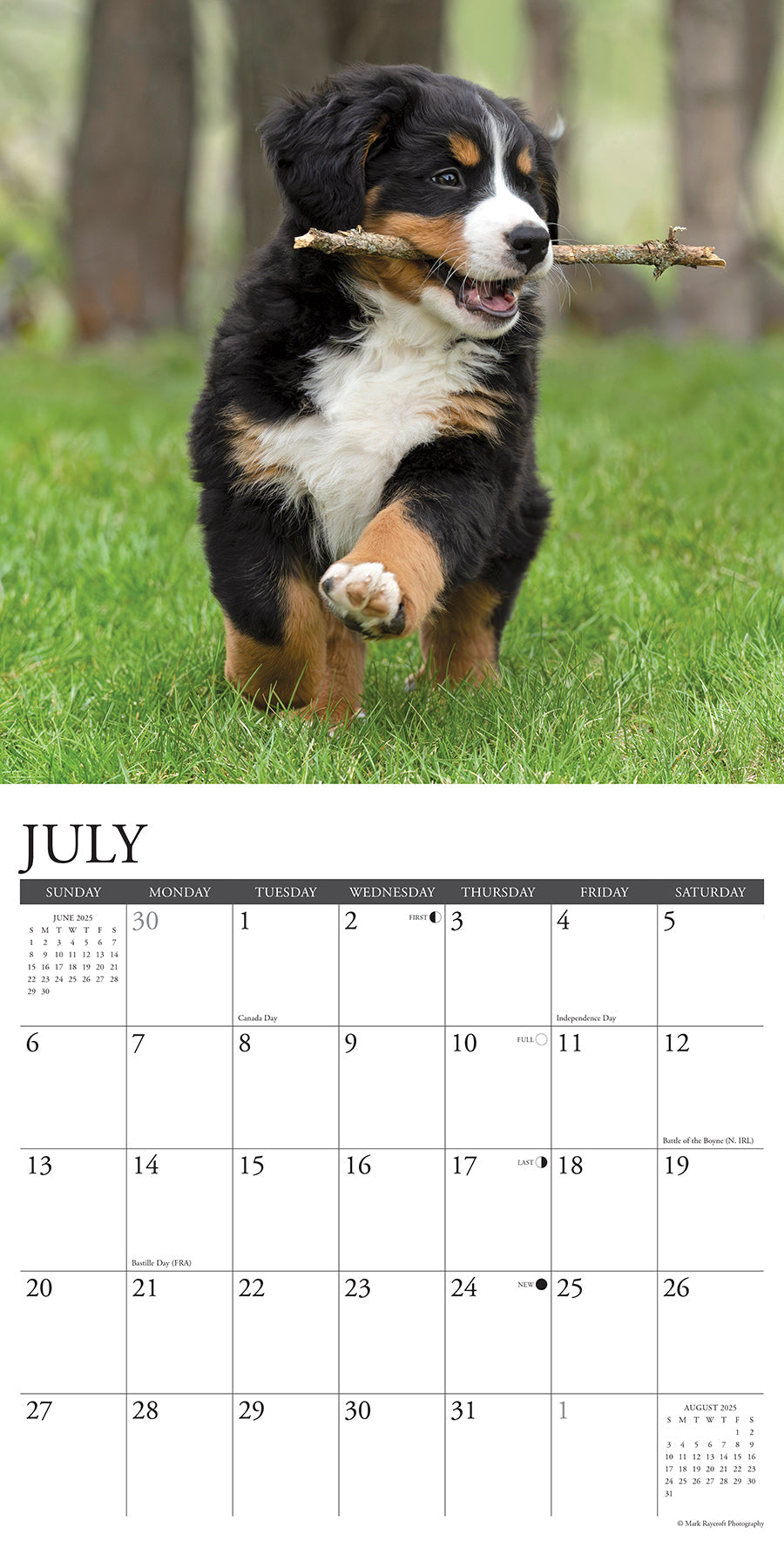 2025 Bernese Mountain Puppies - Square Wall Calendar