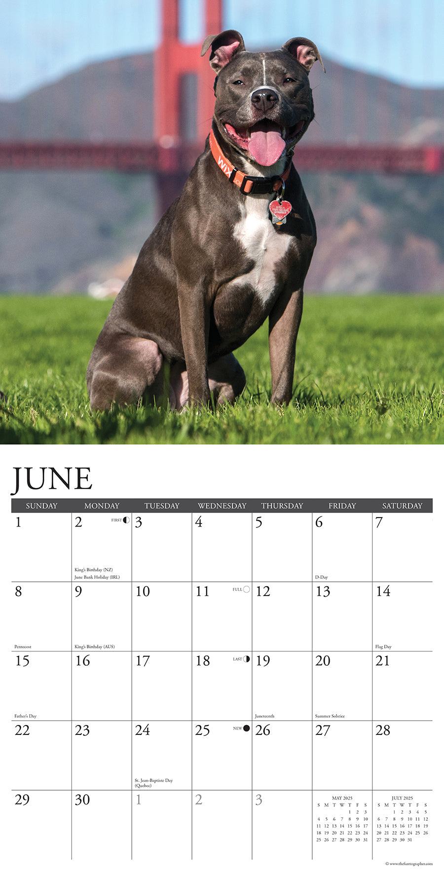 2025 American Pit Bull Terriers - Square Wall Calendar