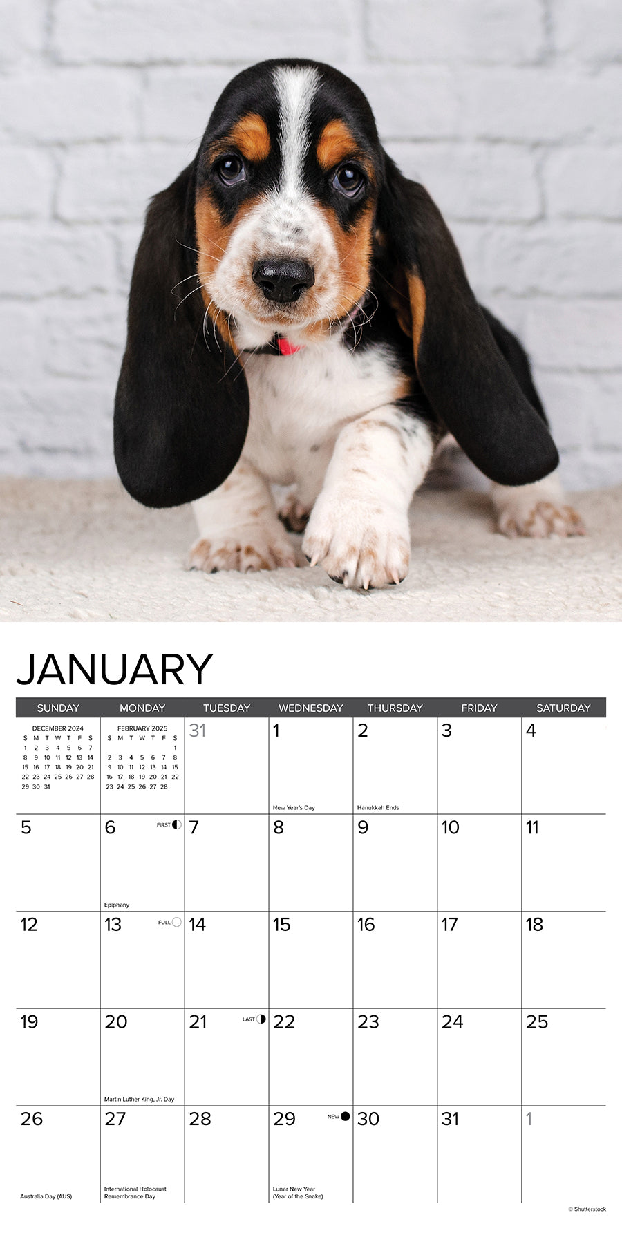 2025 Basset Hound Puppies - Square Wall Calendar