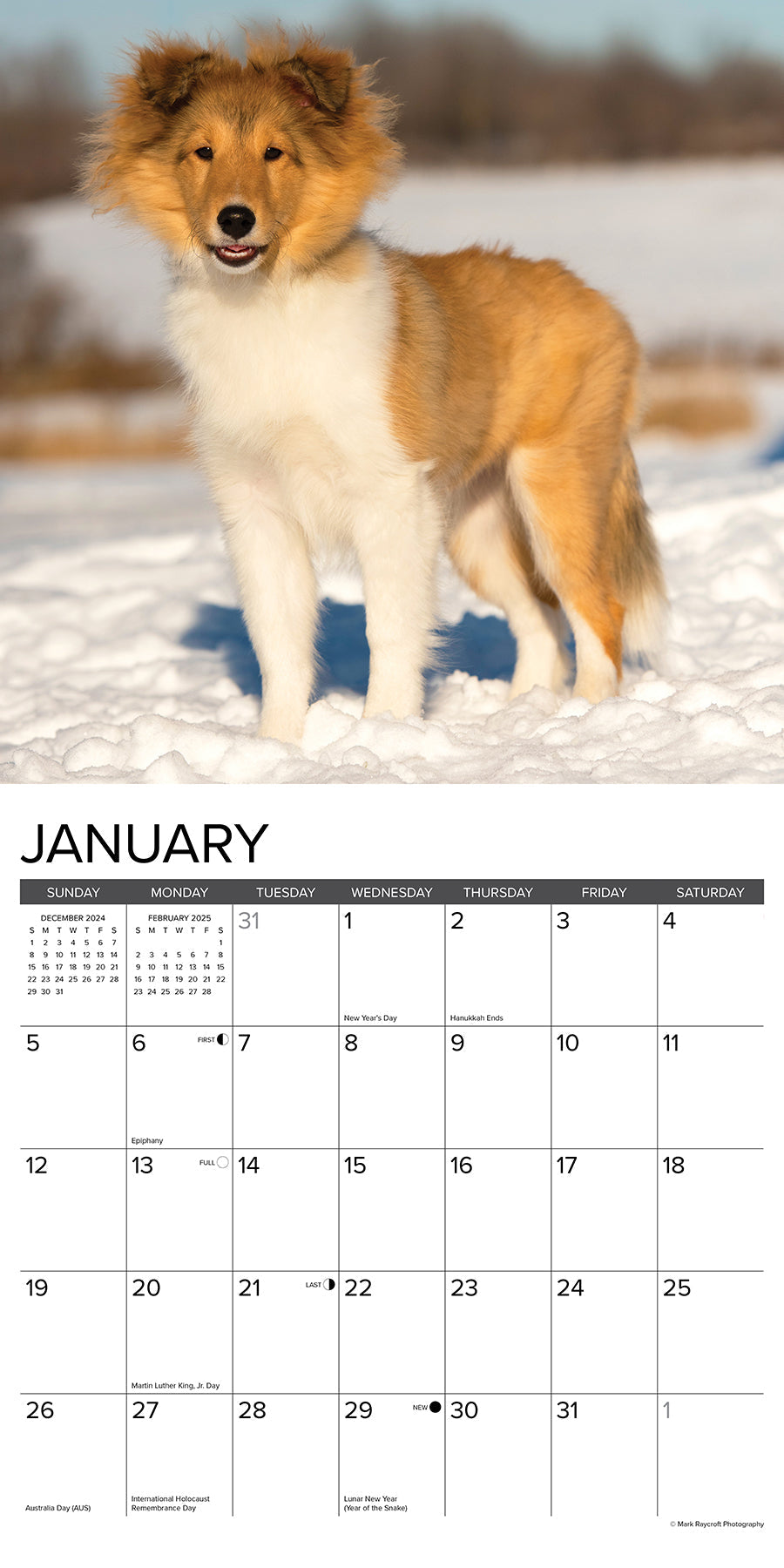 2025 Sheltie Puppies - Square Wall Calendar
