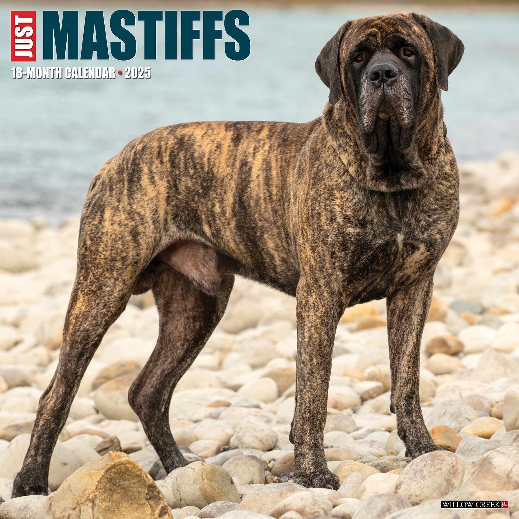 2025 Mastiffs - Square Wall Calendar