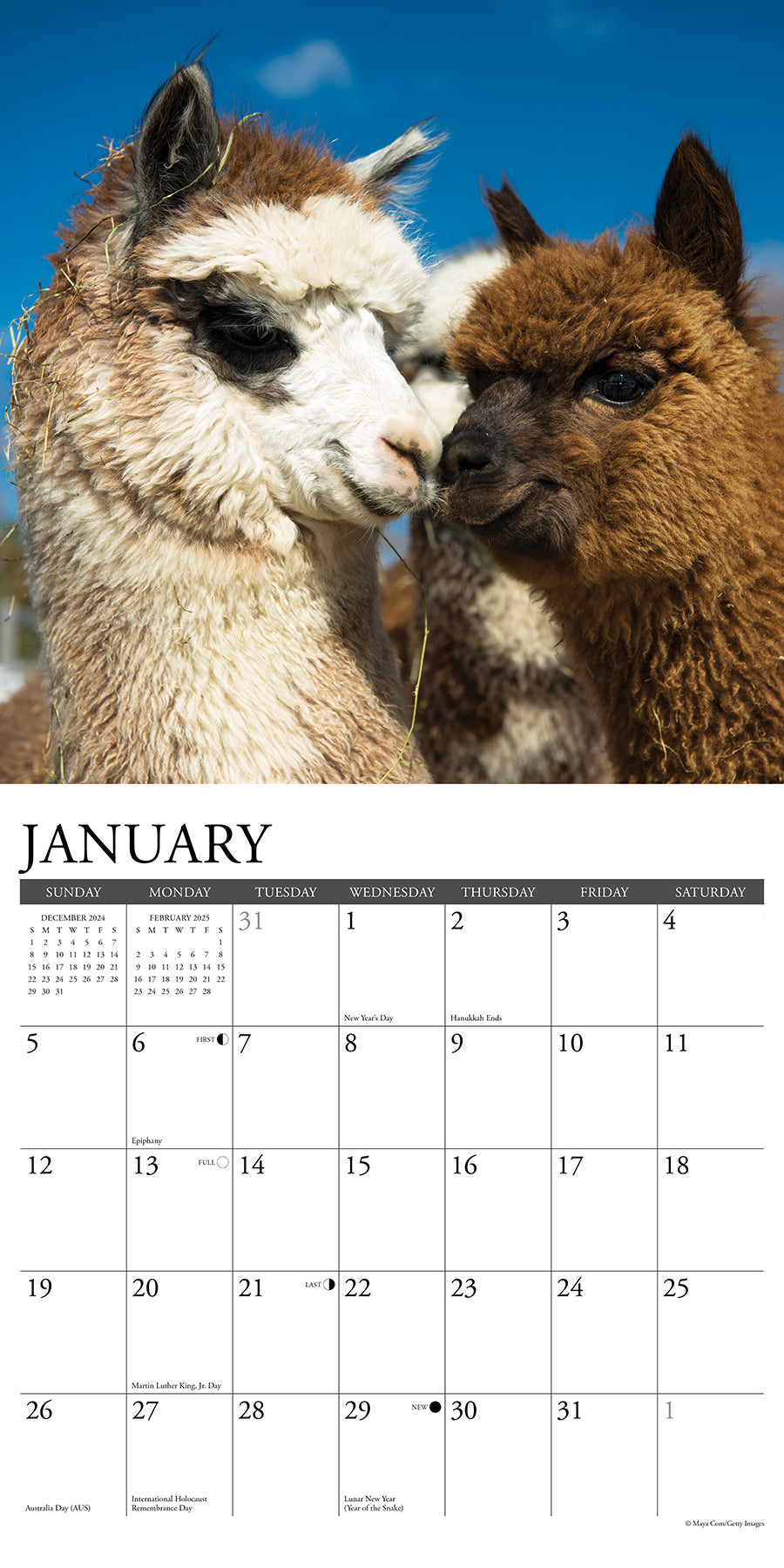 2025 Alpacas - Square Wall Calendar