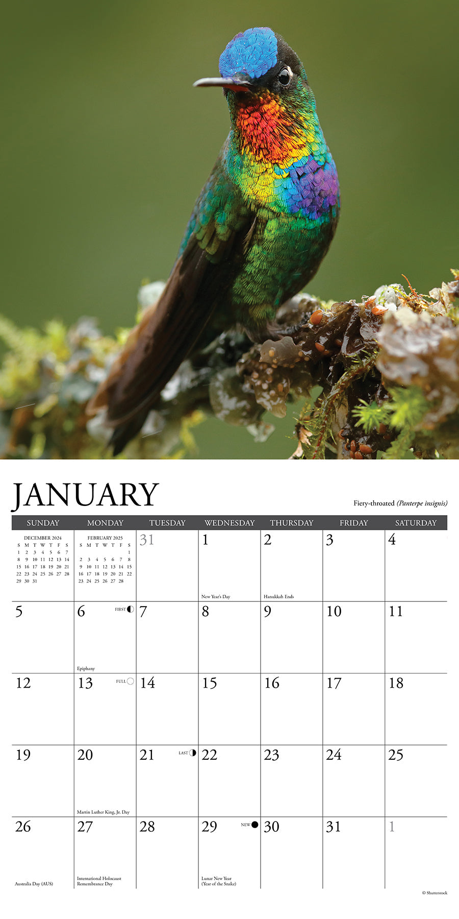 2025 Hummingbirds - Square Wall Calendar