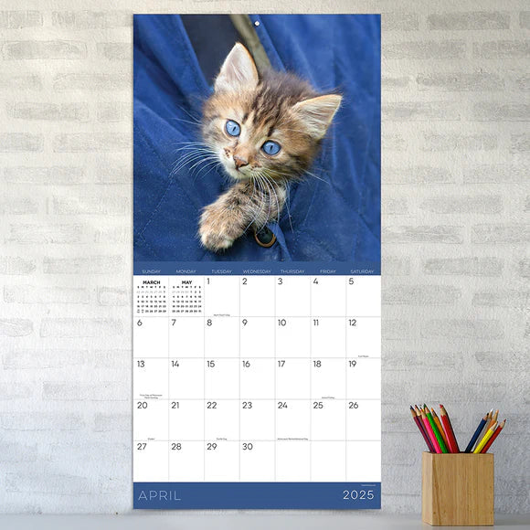 2025 Kittens - Square Wall Calendar