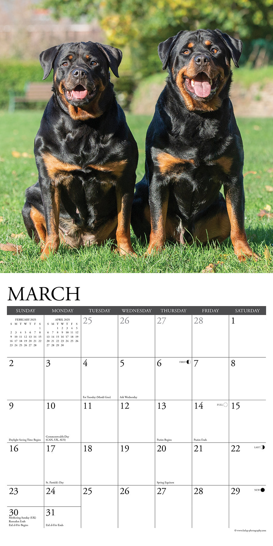 2025 Rottweilers - Square Wall Calendar